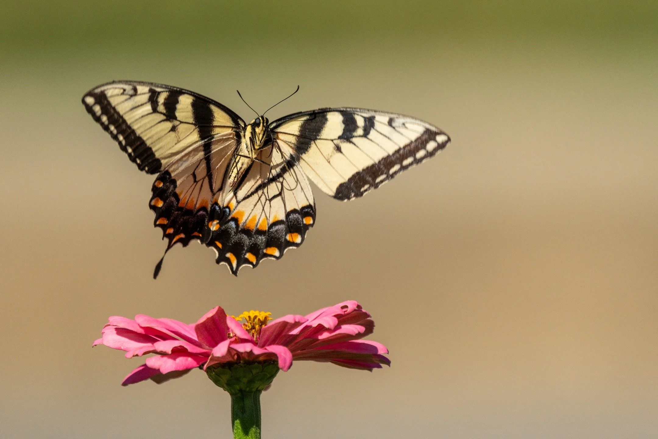 Tomorrow I head off to my New Year Yoga Retreat at Land of Medicine Buddha 
(And yes - there are still a few spots left if you feel the call 😉)

The turning of the year is a powerful threshold - a moment to shed old skins, to rest inside the chrysal