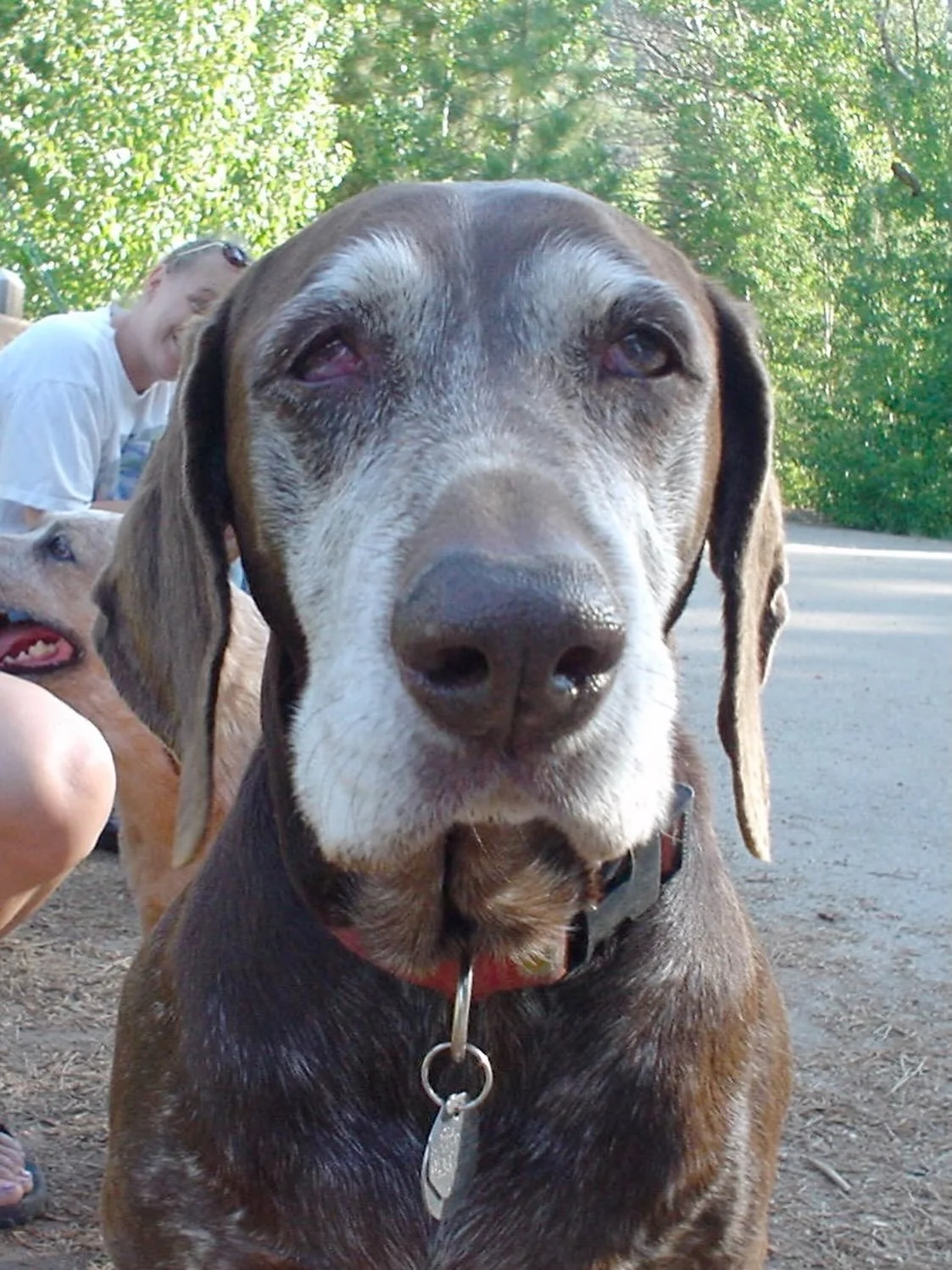 She Came Back Last Night

My dog...
gone these twenty years - 
came to me in a dream.
Not as a memory,
but as presence.
Warm. Familiar. Certain.

And there it was - 
that dog smile,
that full-bodied greeting
only a dog can give,
as if no time had pas