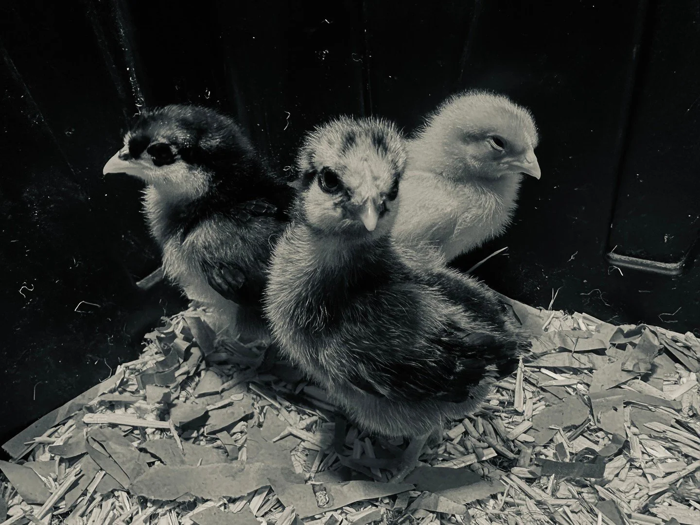 May Newsletter 2026 - On Chicks, Caretaking, and the Practice of Showing Up

We got three little chicks two weeks ago&hellip; 🐥🐥🐥

And Quinn (7) is all in.

The other morning she woke up before her alarm (which rarely happens 😂), quietly went to 