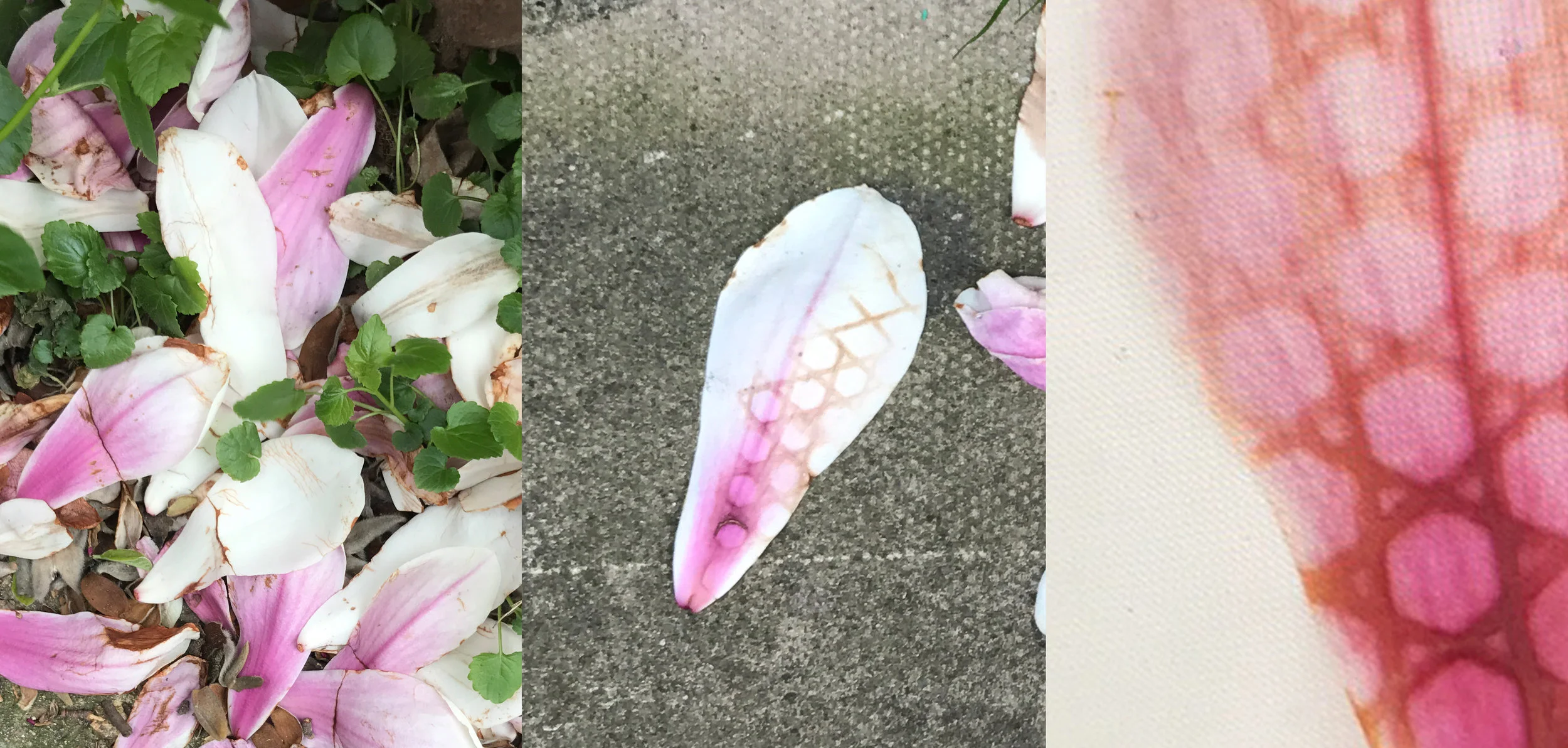 PR_Petals.jpg