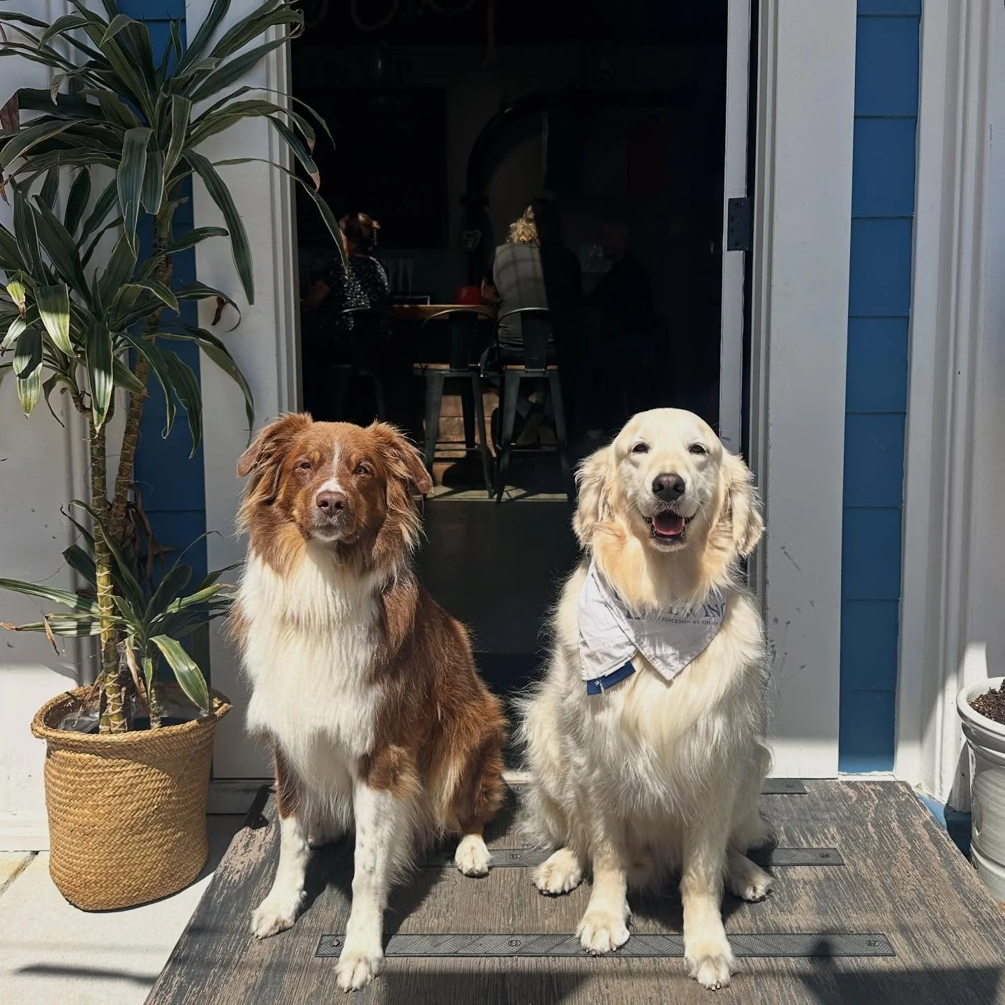 We got a visit from Bucky, the bar dog from @oldprincetonlanding today! 
#BlueOceanBrewing #HalfMoonBay #HalfMoonBayLife #BayAreaBreweries
#CraftBeerBayArea #CaliforniaCraftBeer#craftnotcrap #DrinkLocal #SupportLocalHMB #BeachTownBrews
#CoastalVibes