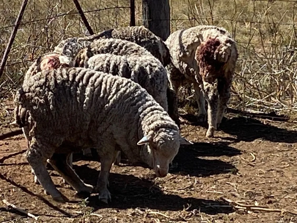 Chemical Resistance in maggots.