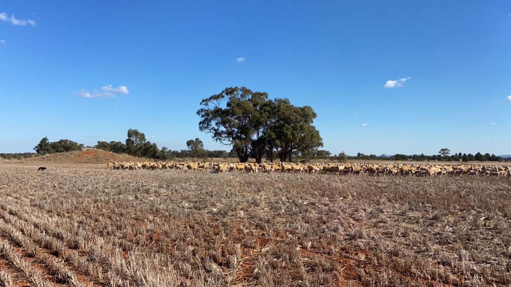Grazing stubbles at Christmas.