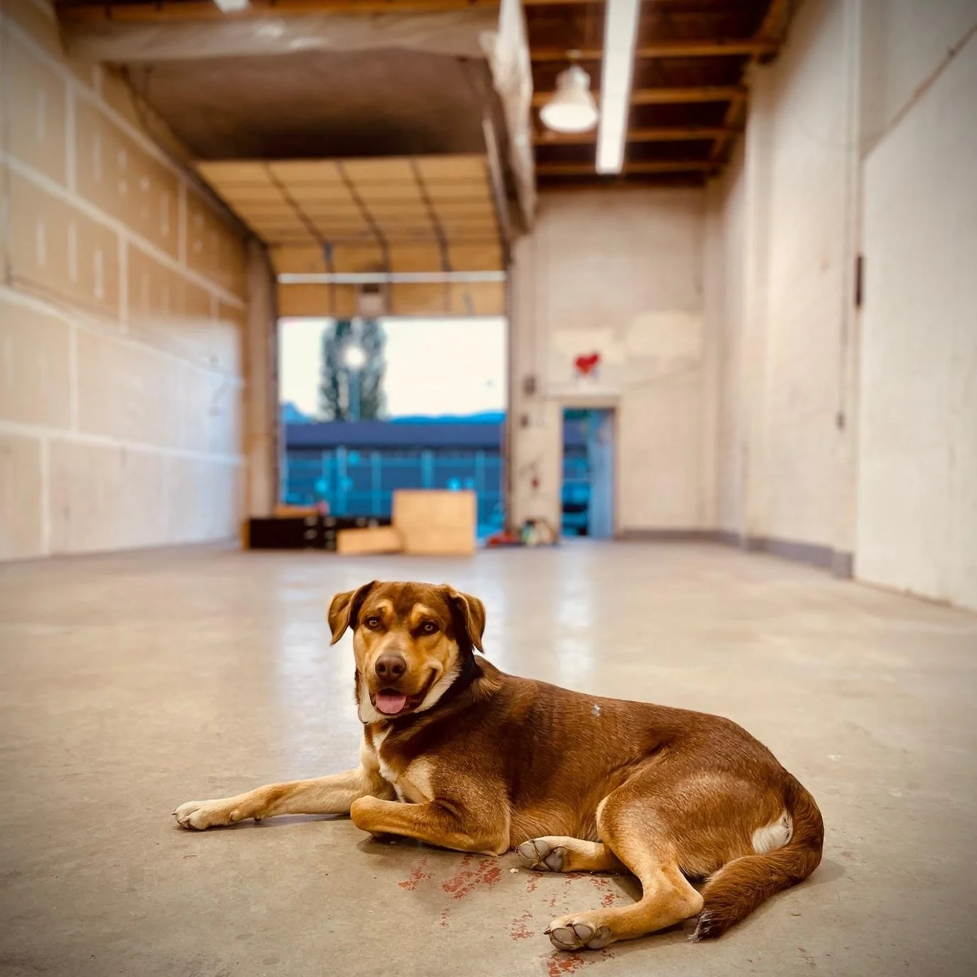 Day 1 In the new space 🖤

@pawfessorjin approves! 

Shout out to @rebirth_cafe_kelowna @brolaf93 @dawson_clark_2 @augusteidri &amp; @bagry for helping kick start the Reno&rsquo;s! 

#pretaacademy2.0 #day1 #renos #pawfessorjin