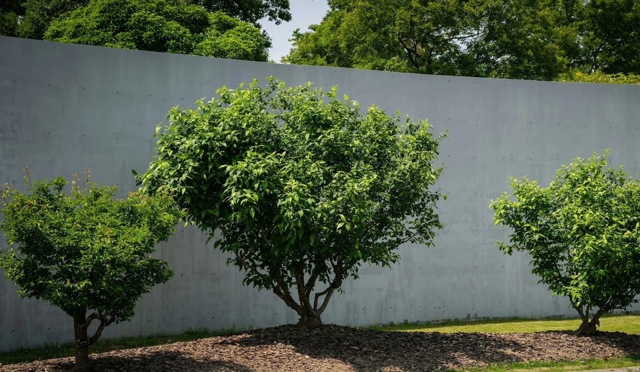 Concrete retaining wall in backyard