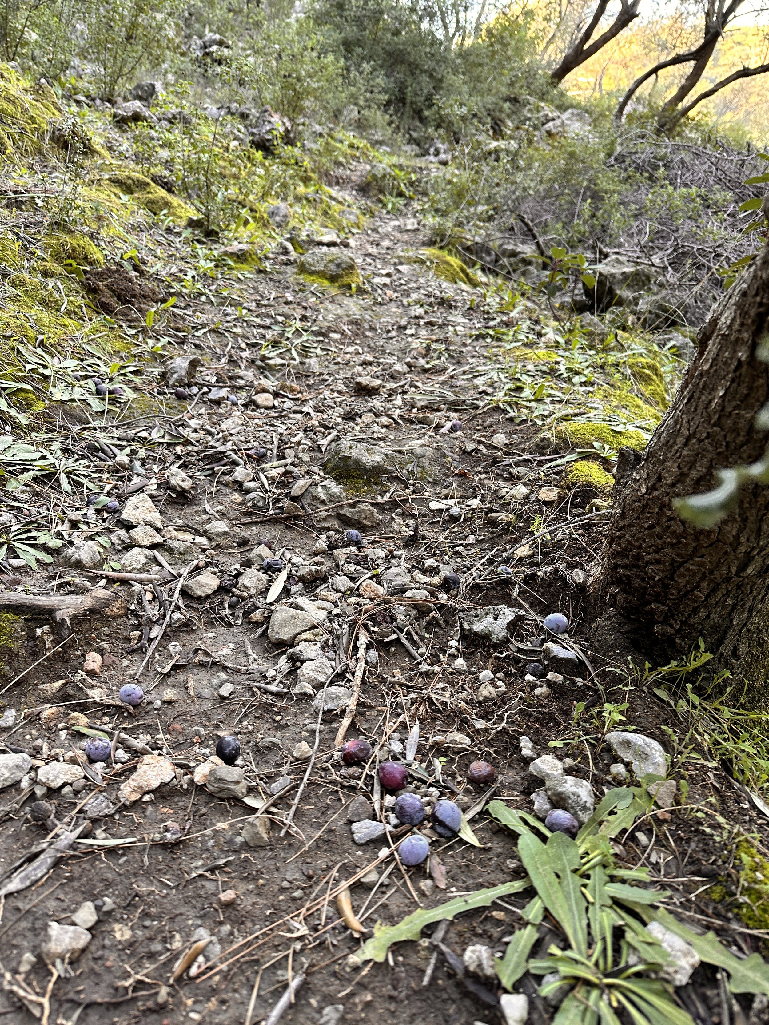   It seems irreverent to walk on olives  
