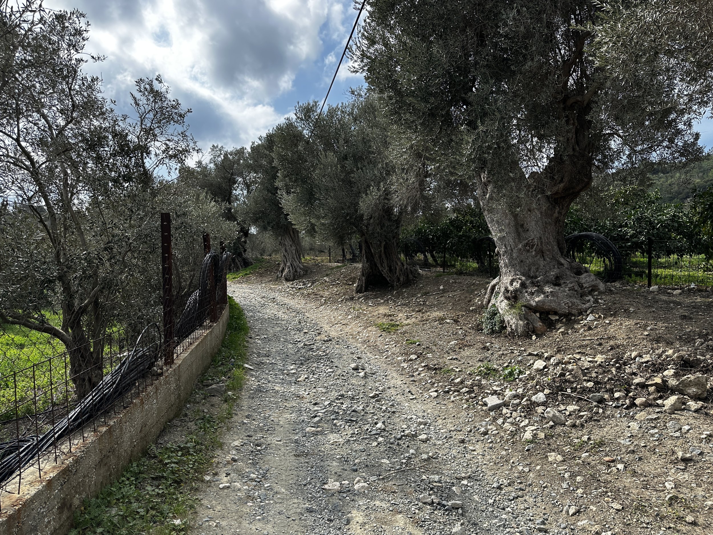  Hiking up hills, through farmland, and mandarin groves…  