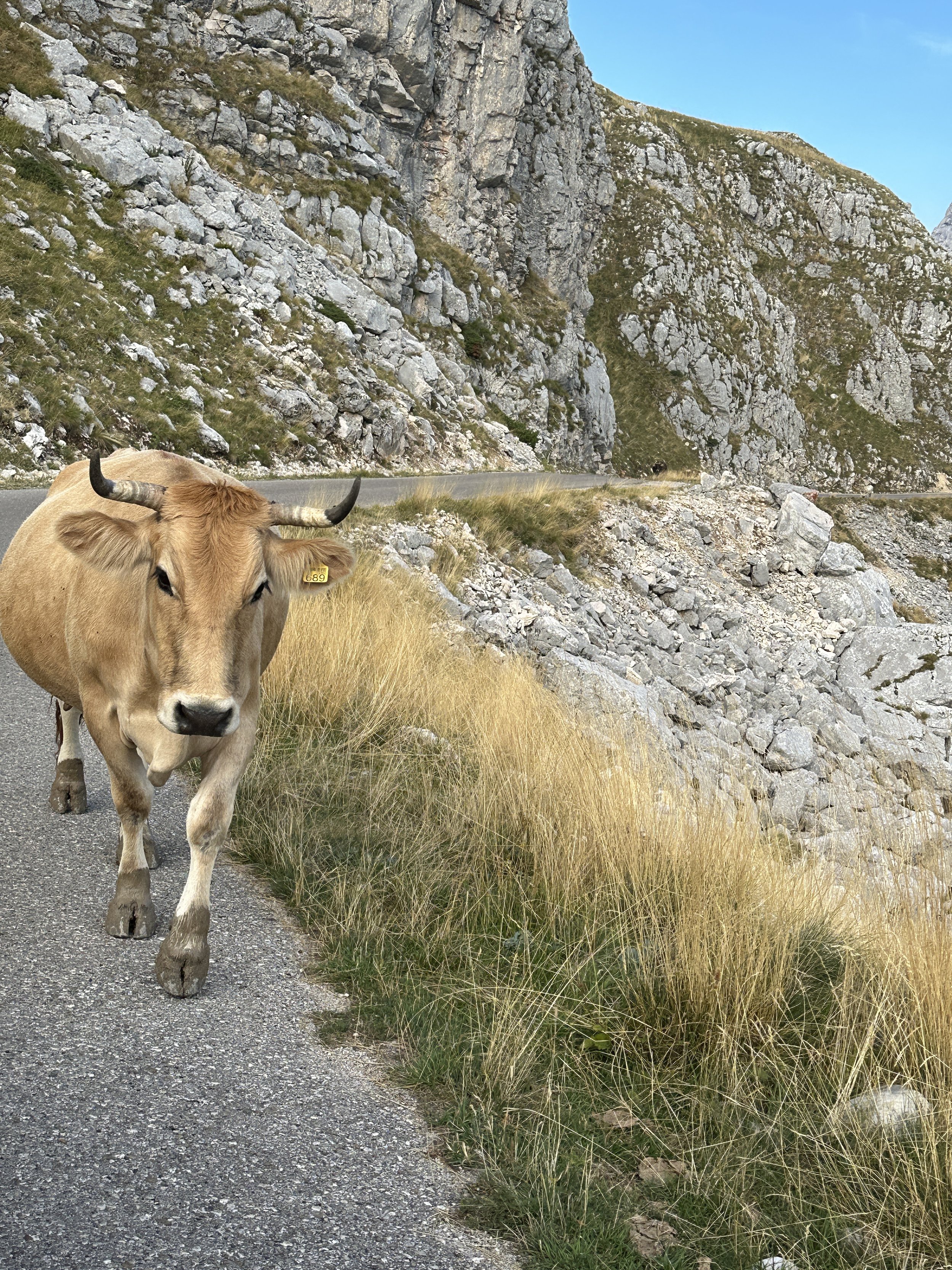   Means - COW PASSING  