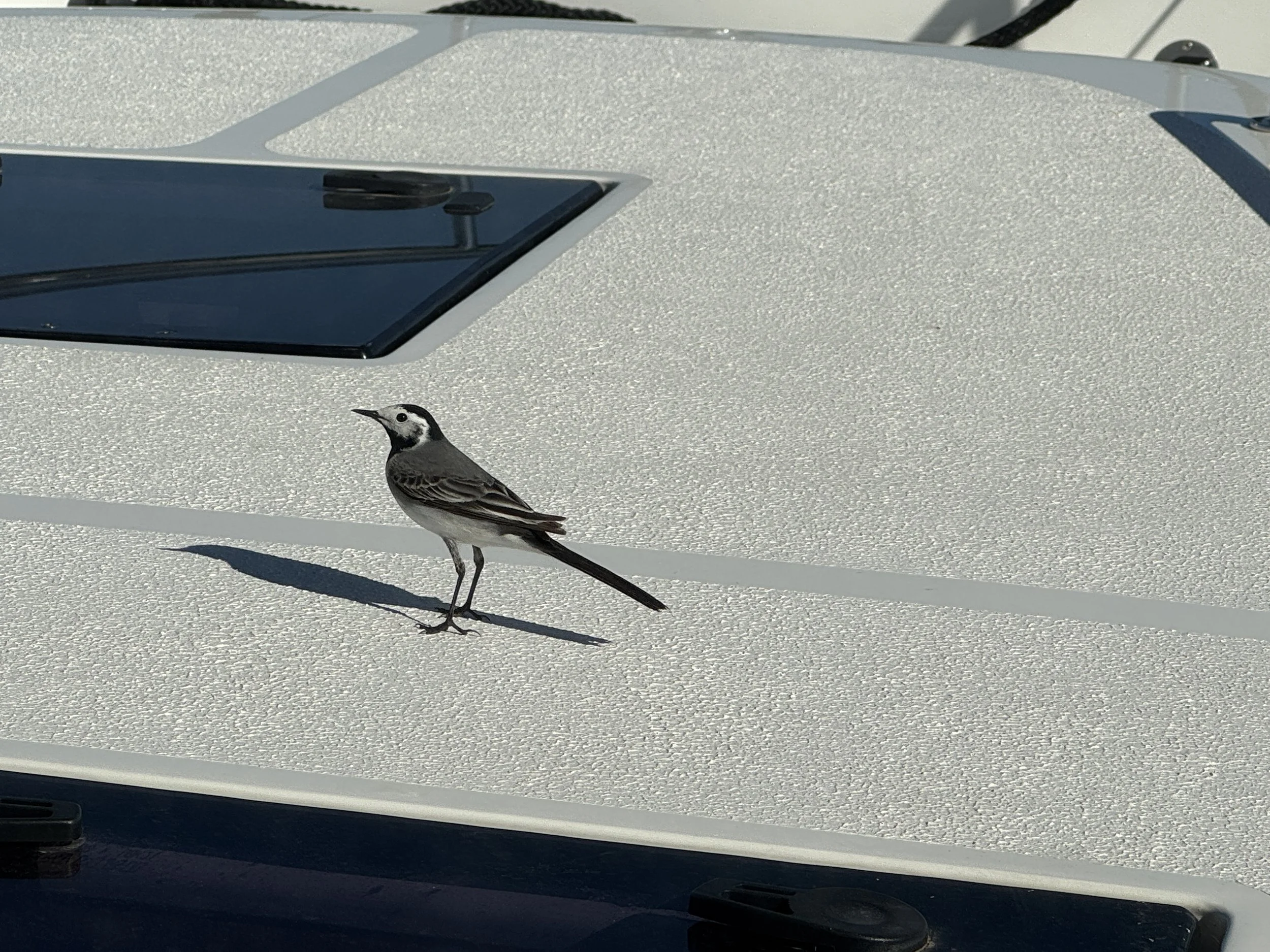   This little bird (White Wagtail?) travelled with us for quite awhile….  