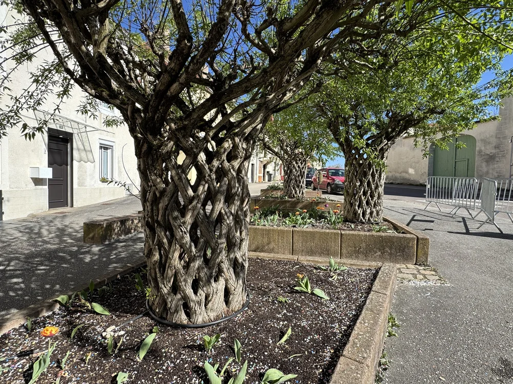   Basket weave tree trunks!  
