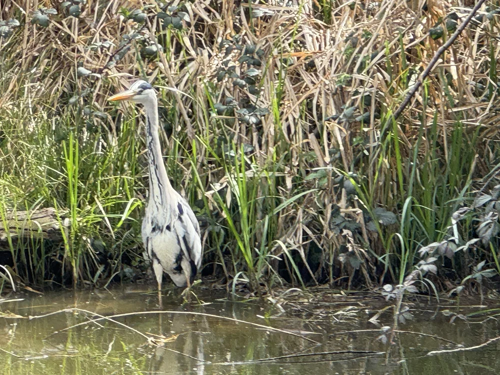   I just never tire of these guys!  