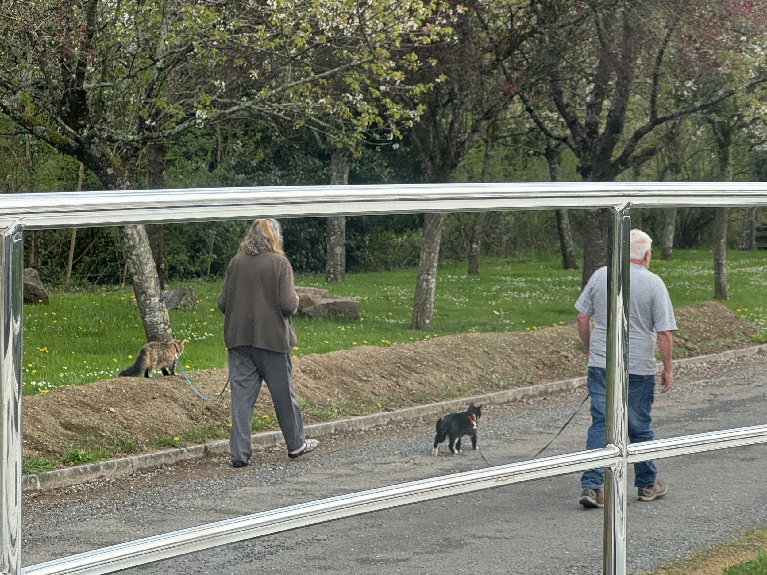   Taking the kitties for a walk.  