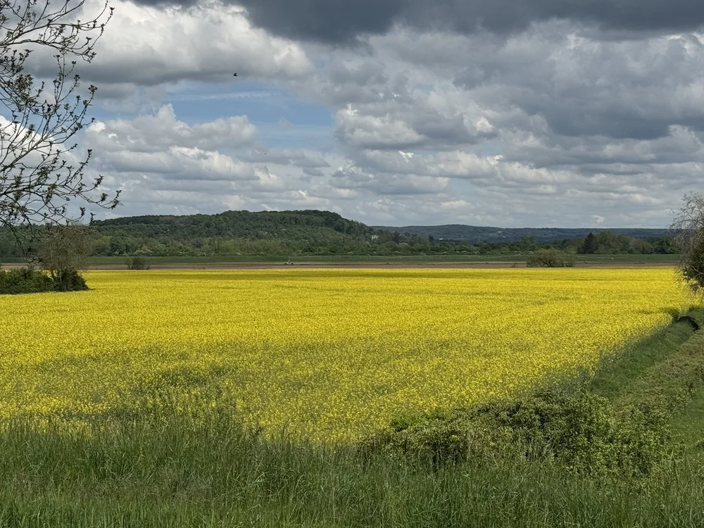   I wish you could smell this!  