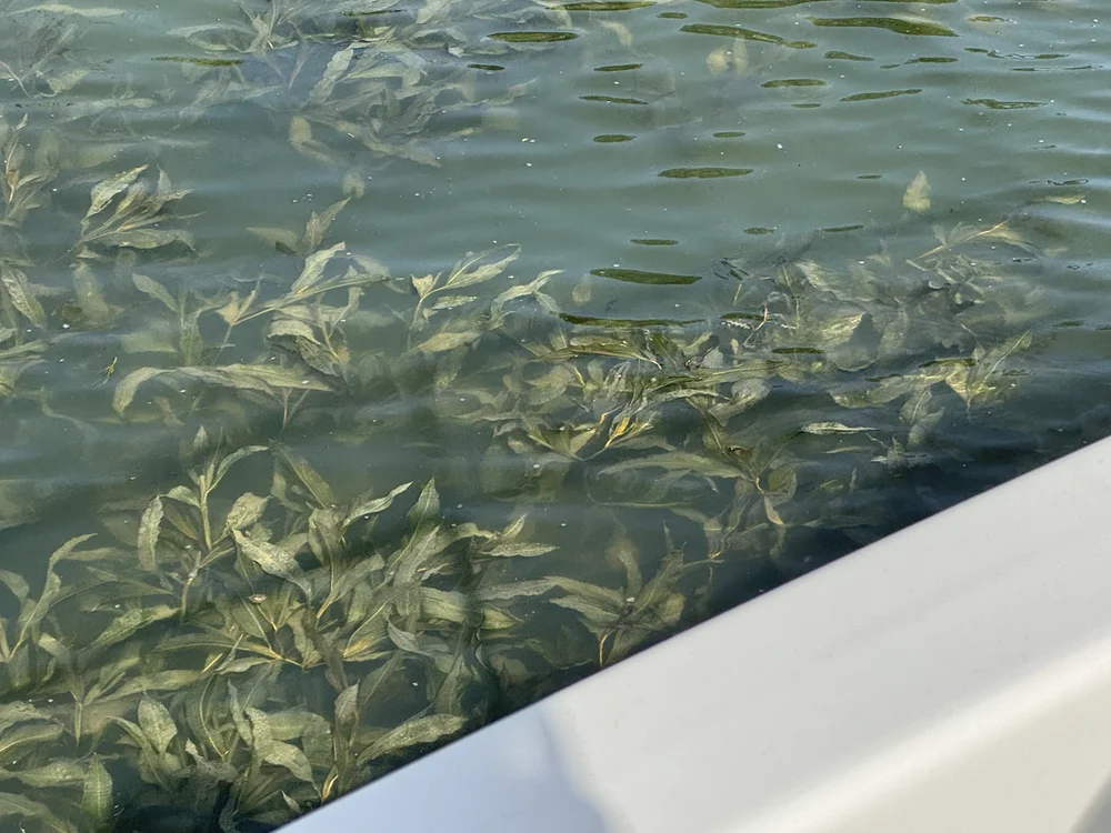   Weeds, weeds and more weeds.  