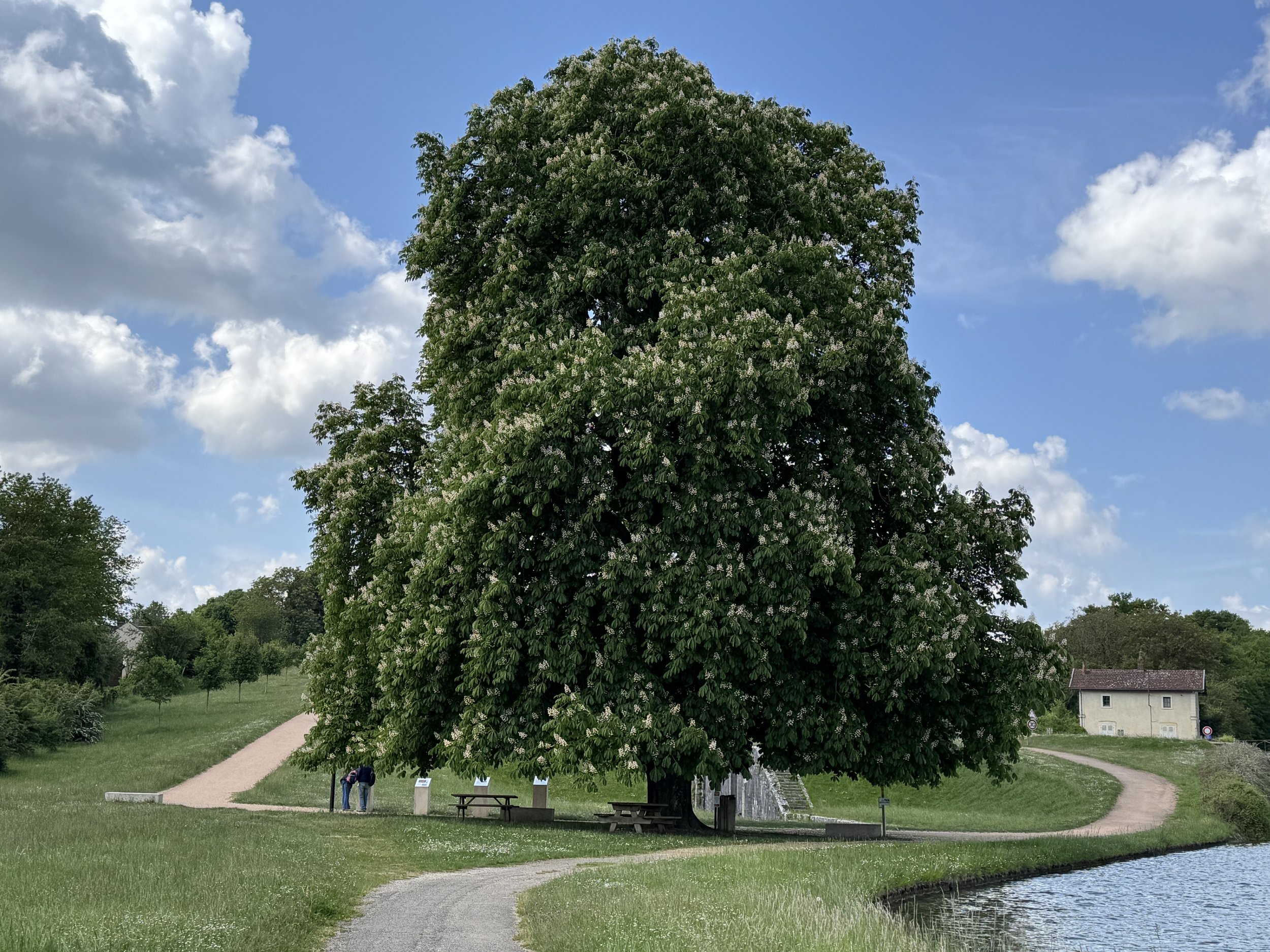   This massive tree was in full bloom…  