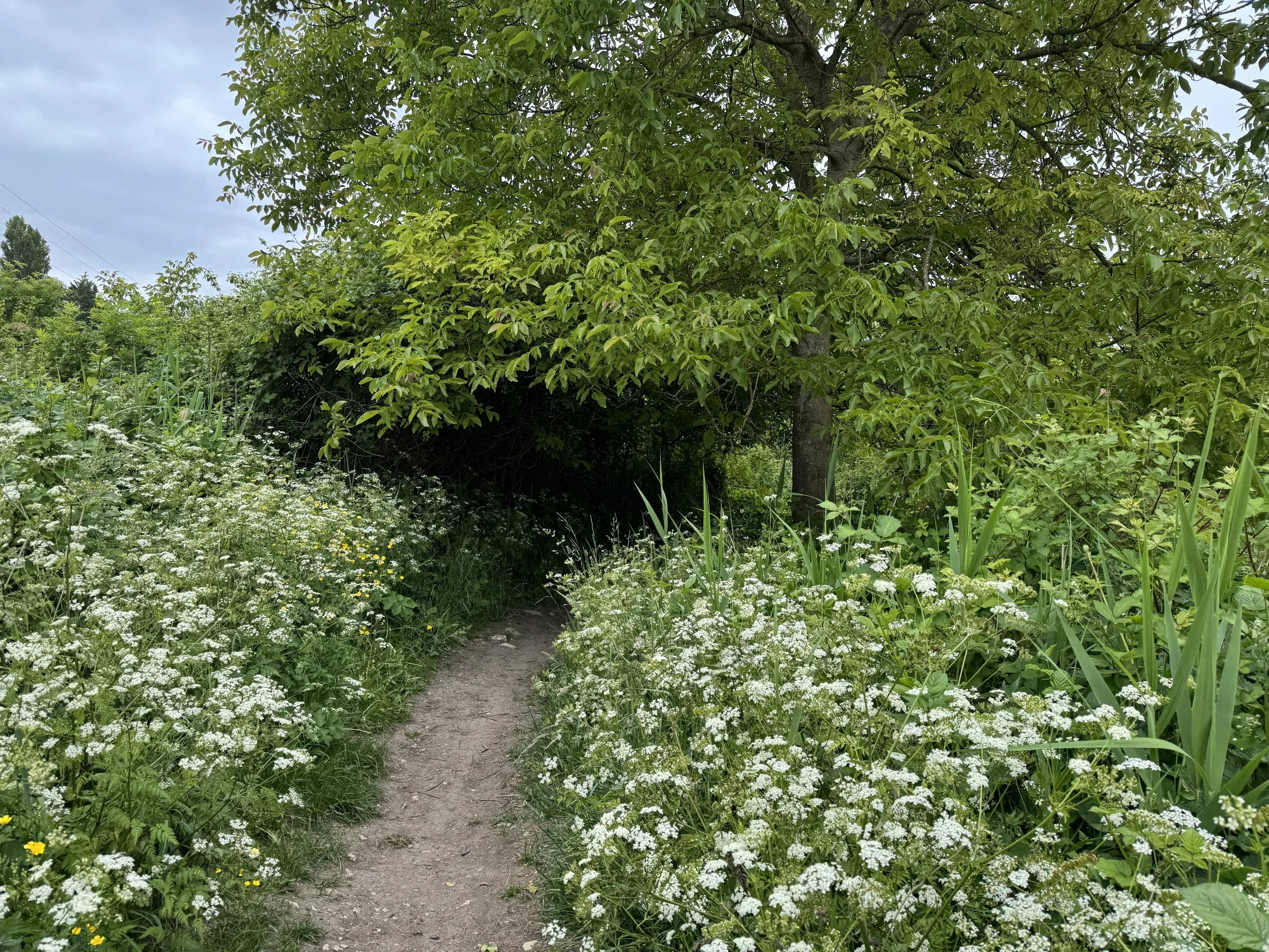   It’s been far too long since I’ve walked a dirt trail.  