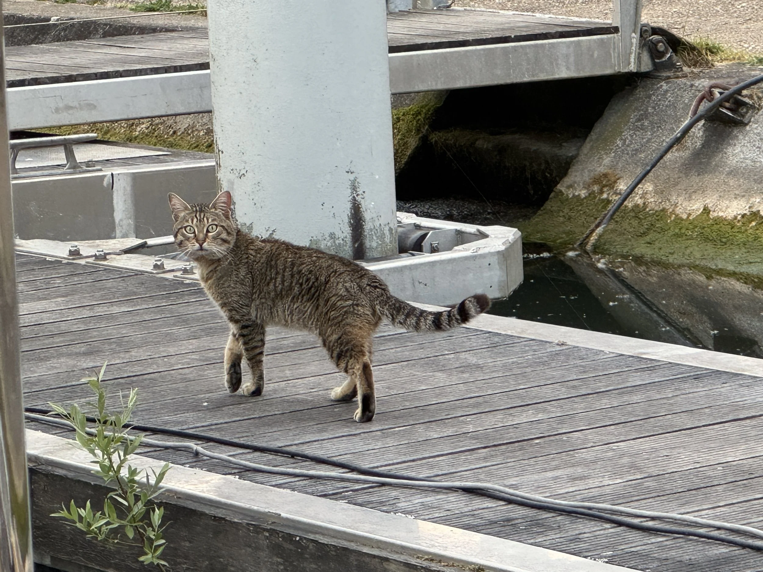   We had a lovely visitor.  