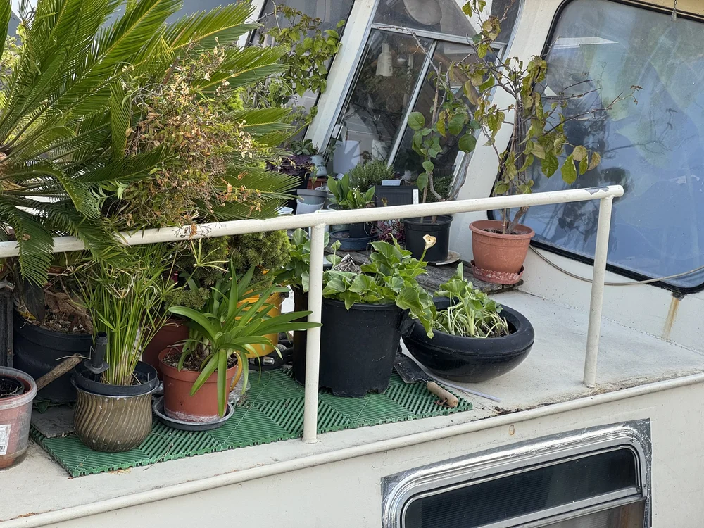   She chose the pot with the calla lily planted in it, hence we named her Lily.  