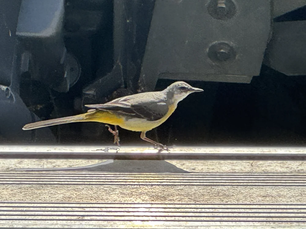   Morning marina visitor - Grey Wagtail   (Motacilla cinerea).  