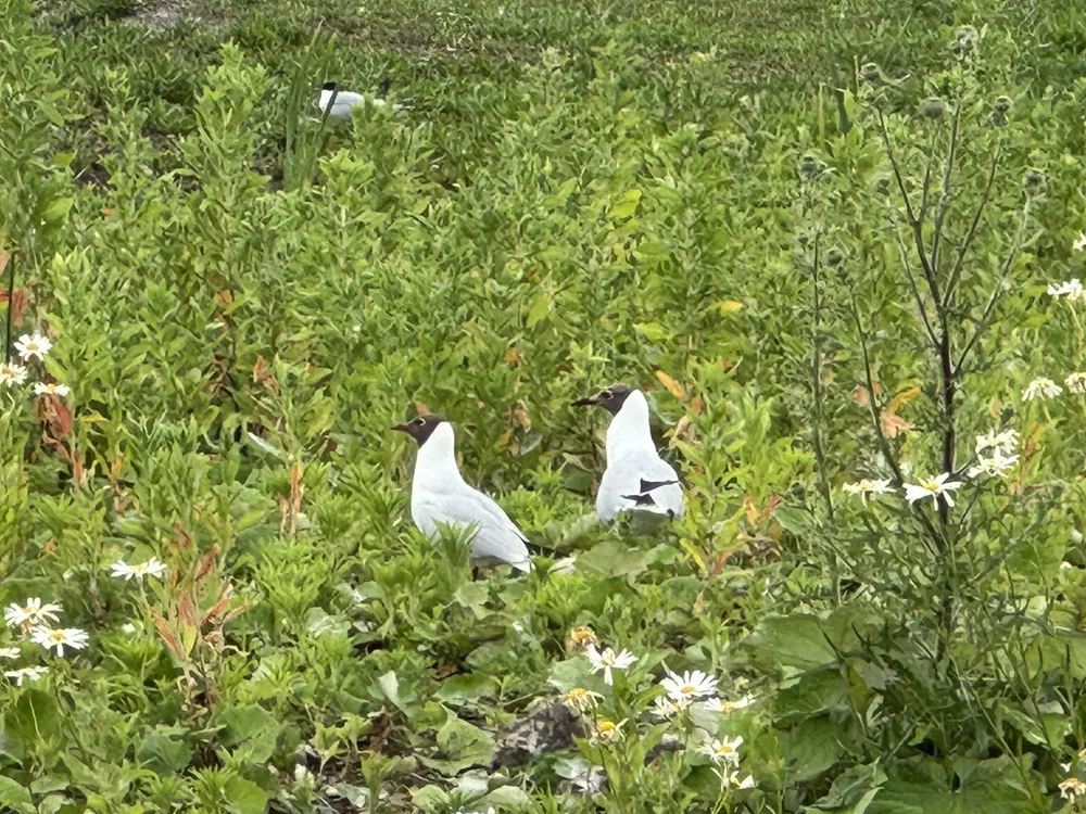   Black-headed Gull  