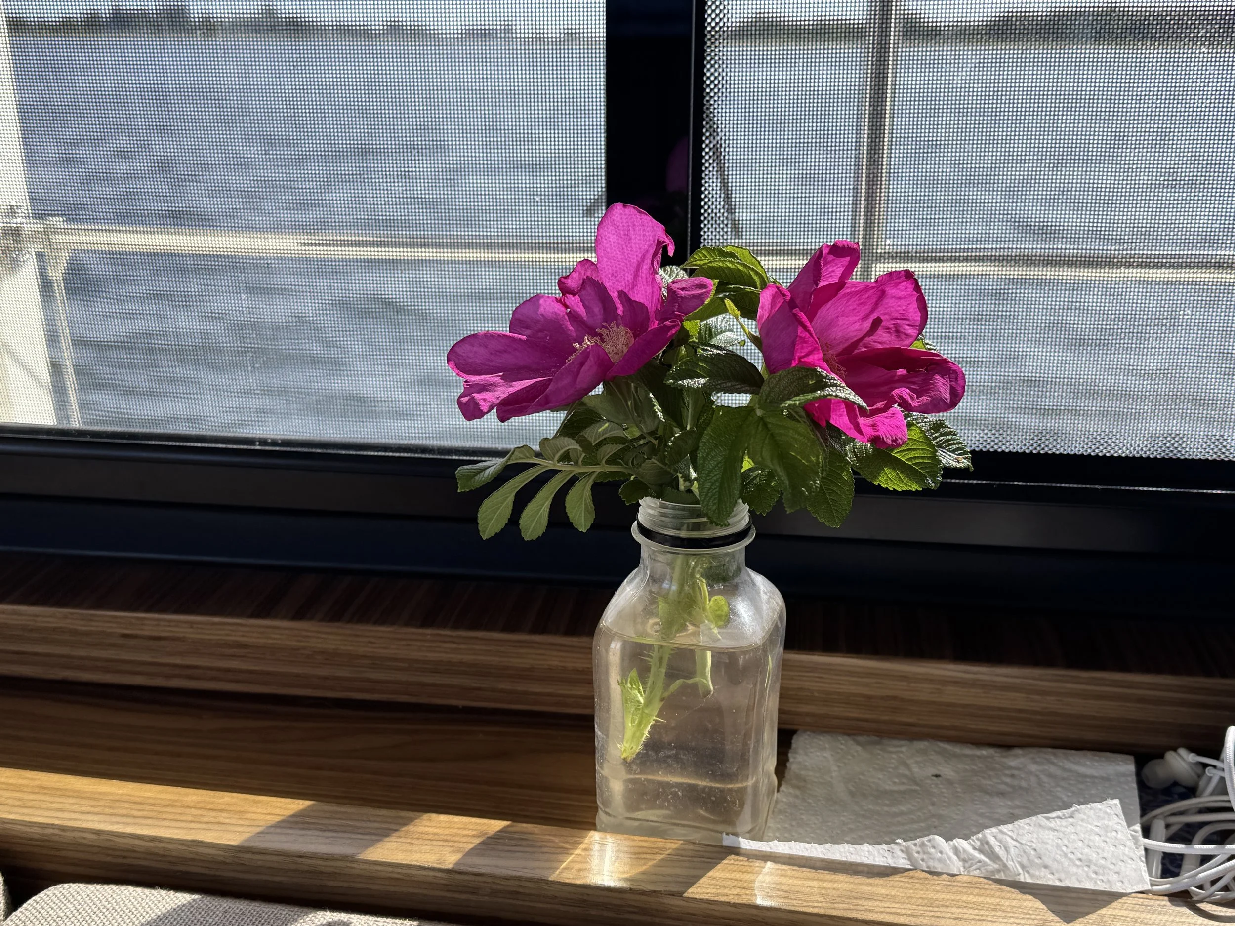   I brought a bit of Ærø inside.  