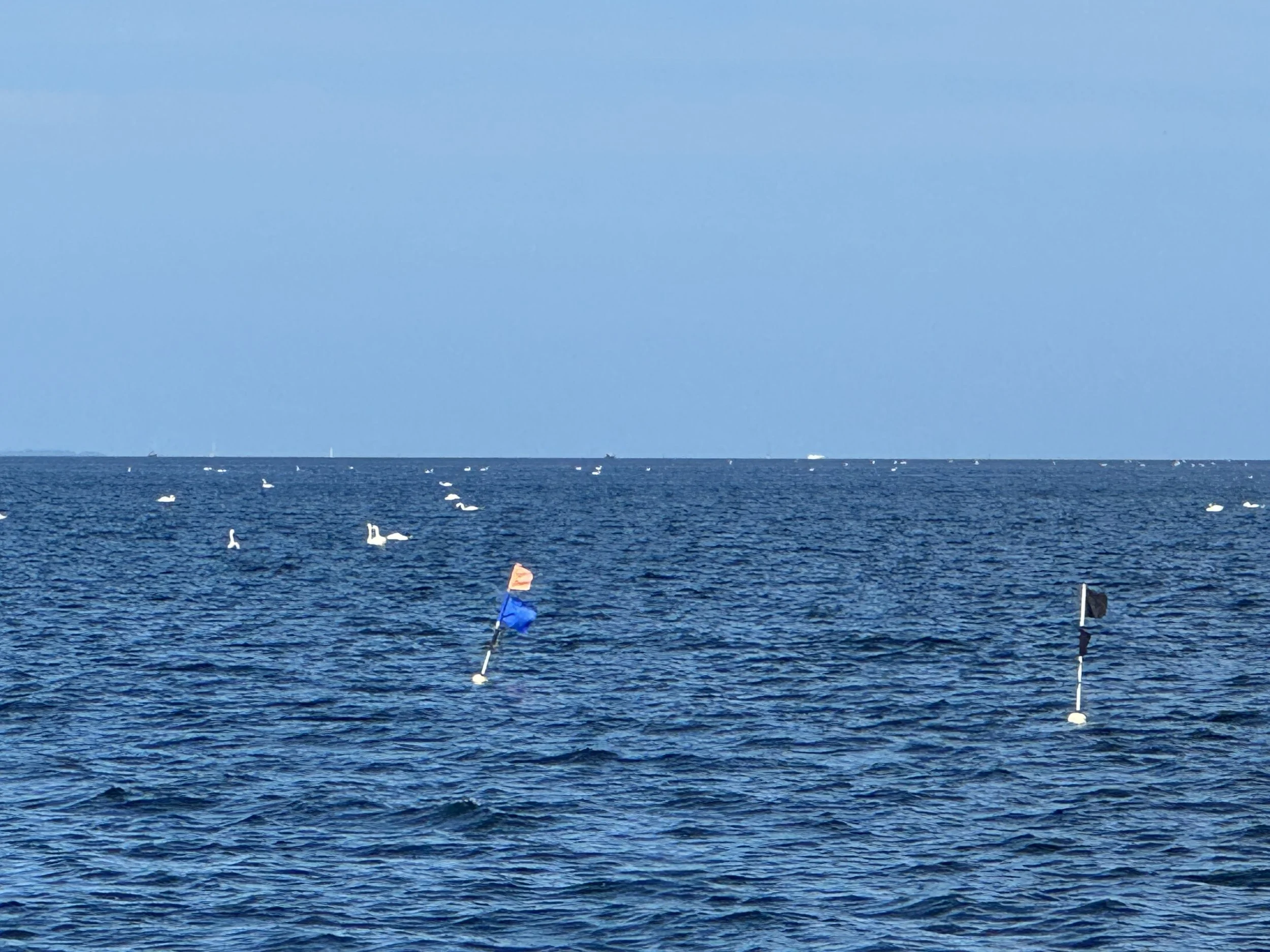   Swans and fishing gear everywhere.  