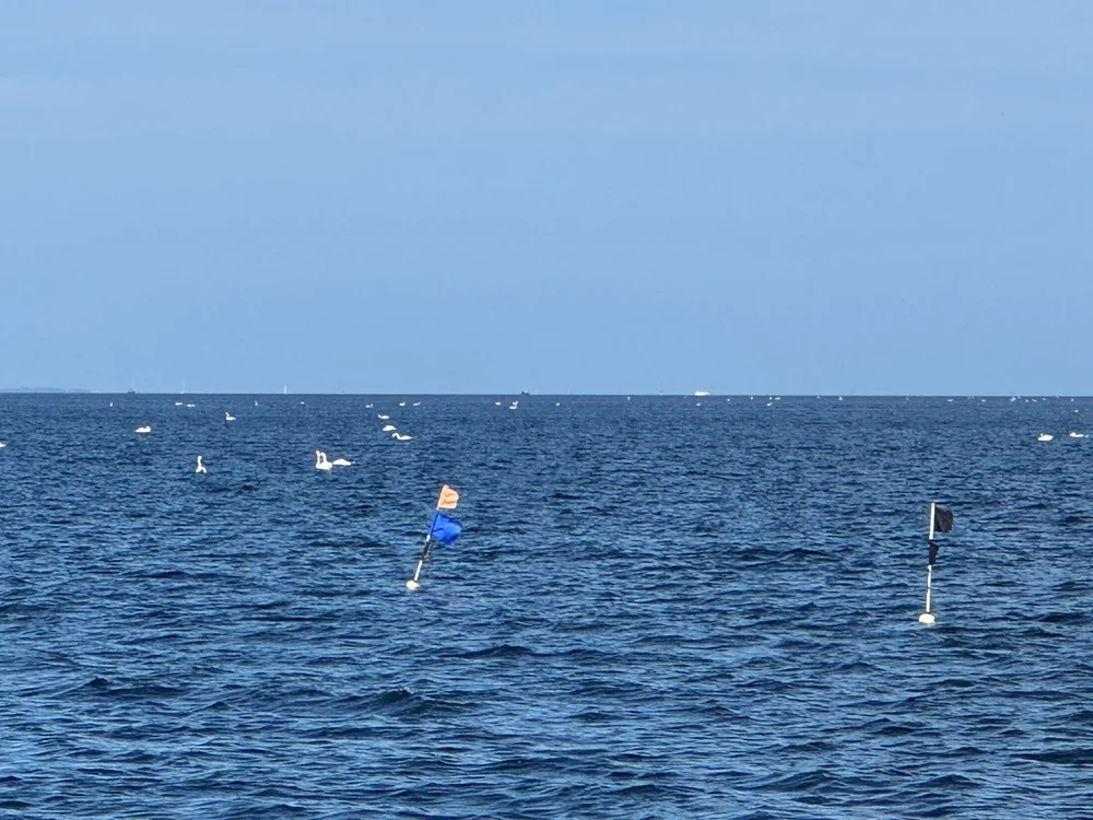   Swans and fishing gear everywhere.  