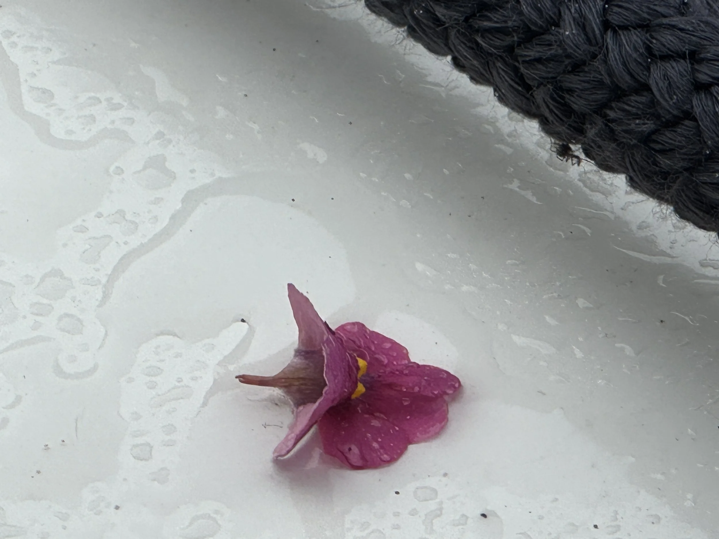   A token gift from the rain.  