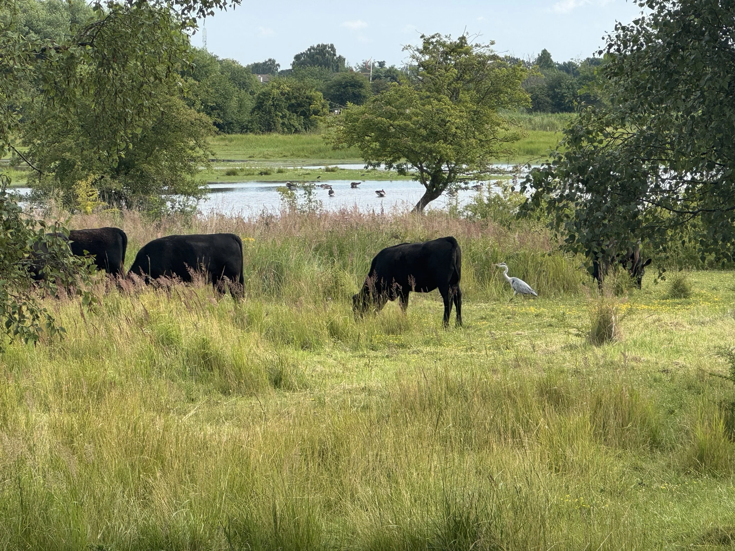   Biking past livestock…  