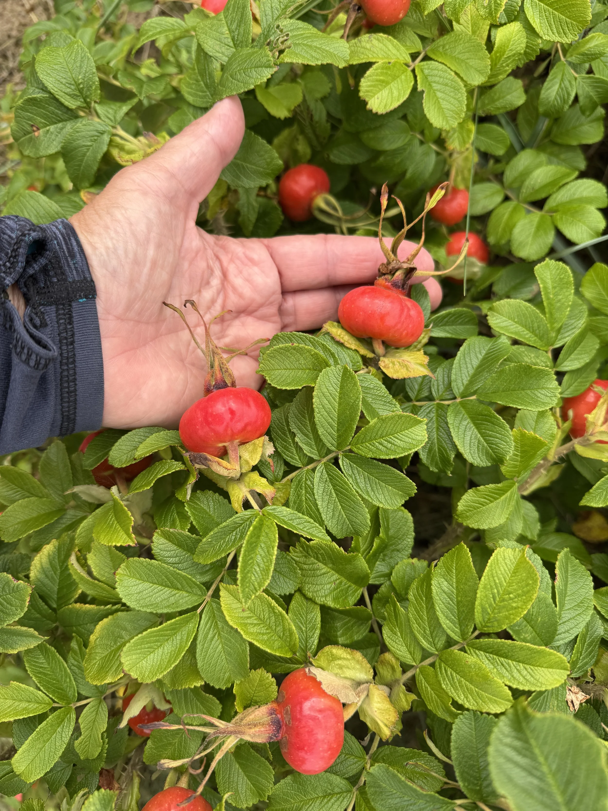   The biggest rose hips ever!  