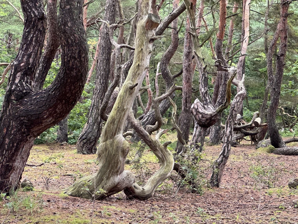   Definitely tree spirits in these woods.  