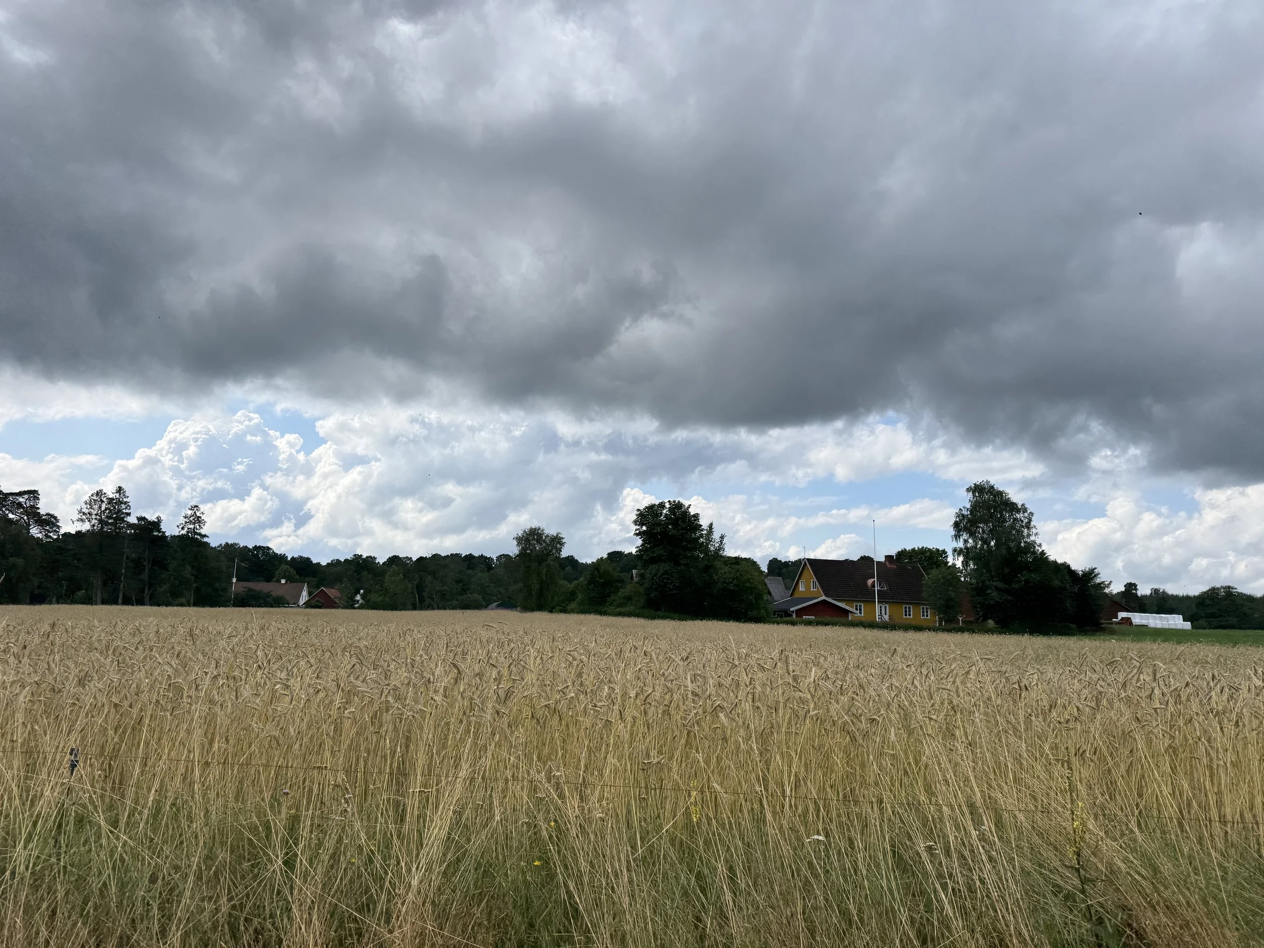   Large tracts of wheat…  