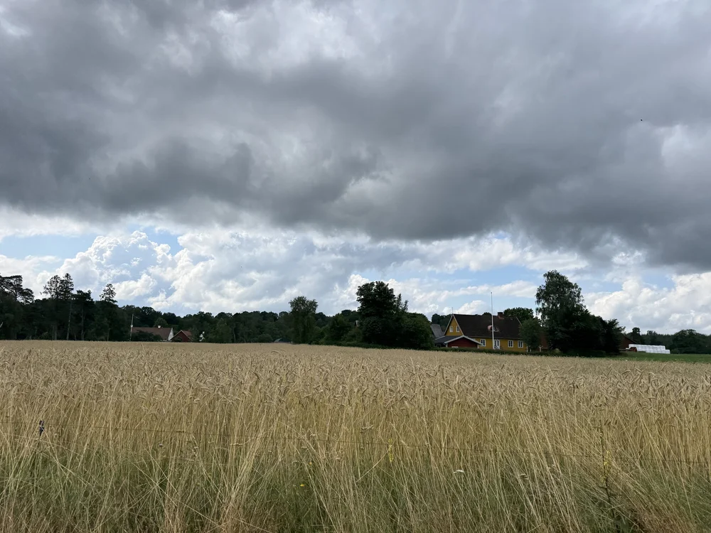   Large tracts of wheat…  