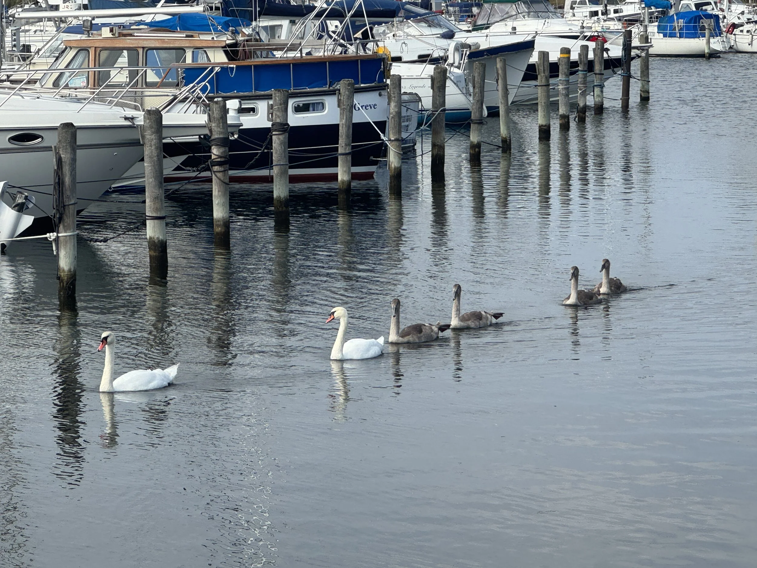   The tiny cygnets we met in July are teenagers now.  