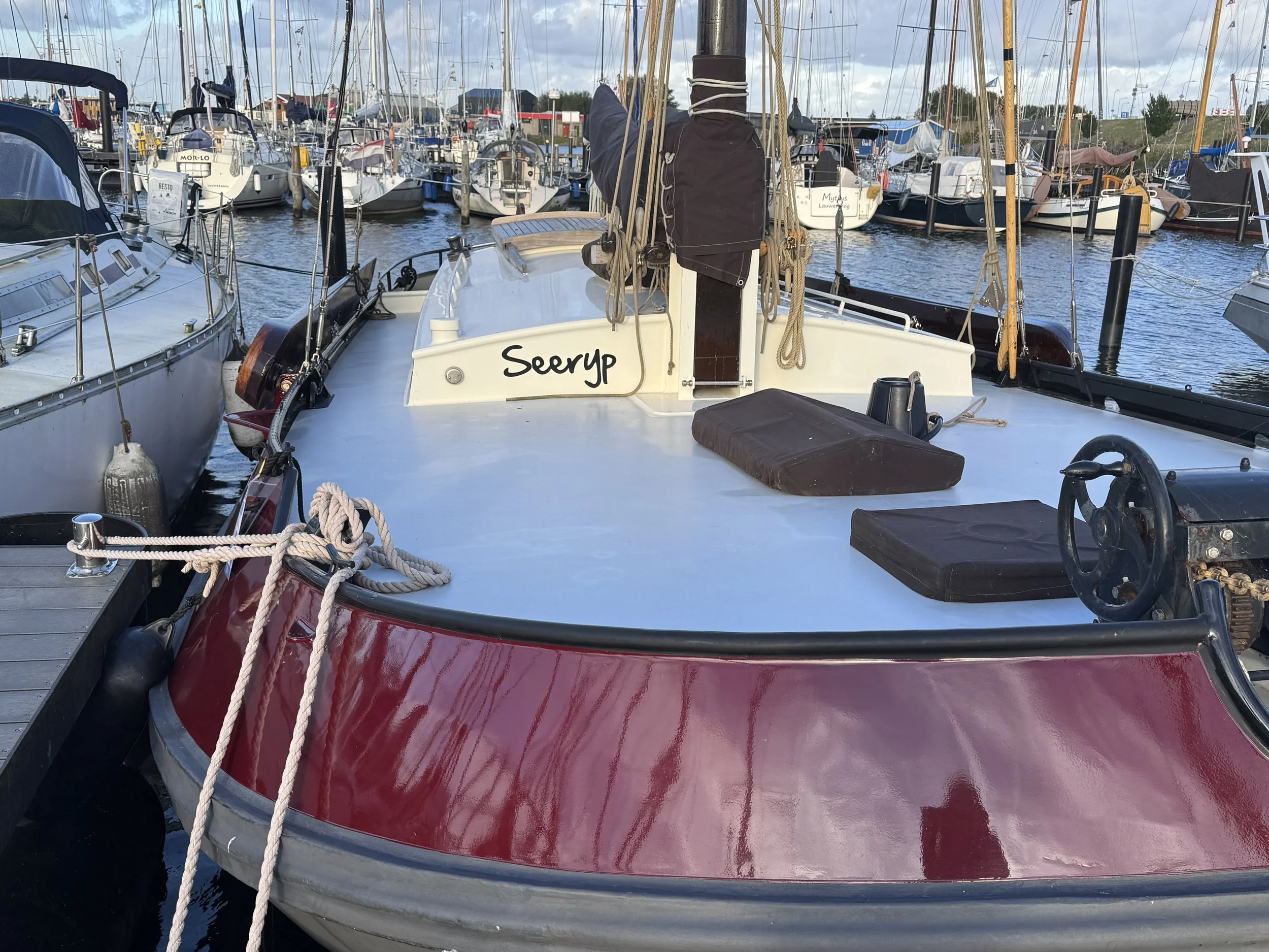   Maple or birch? IYKYK  