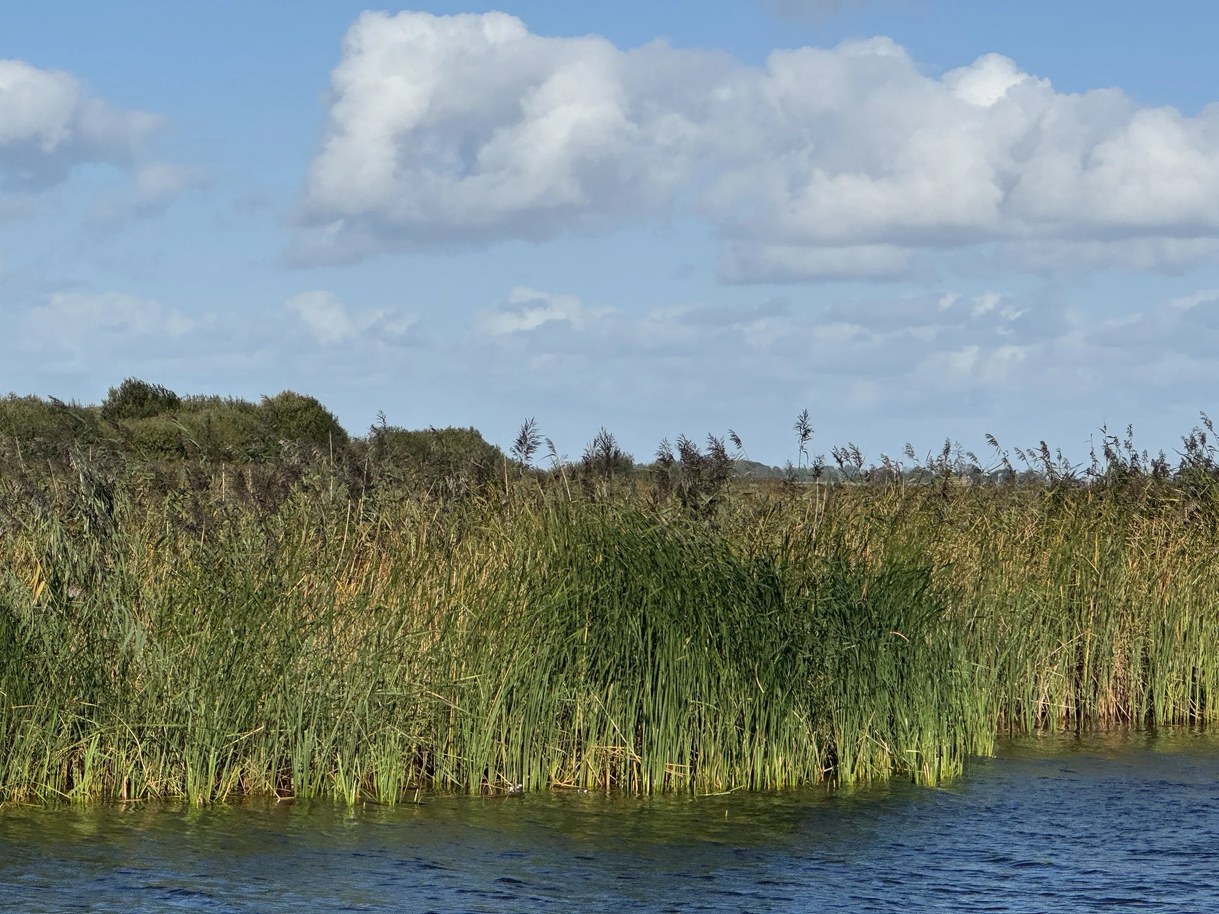   The waving reeds and grasses are stunning  