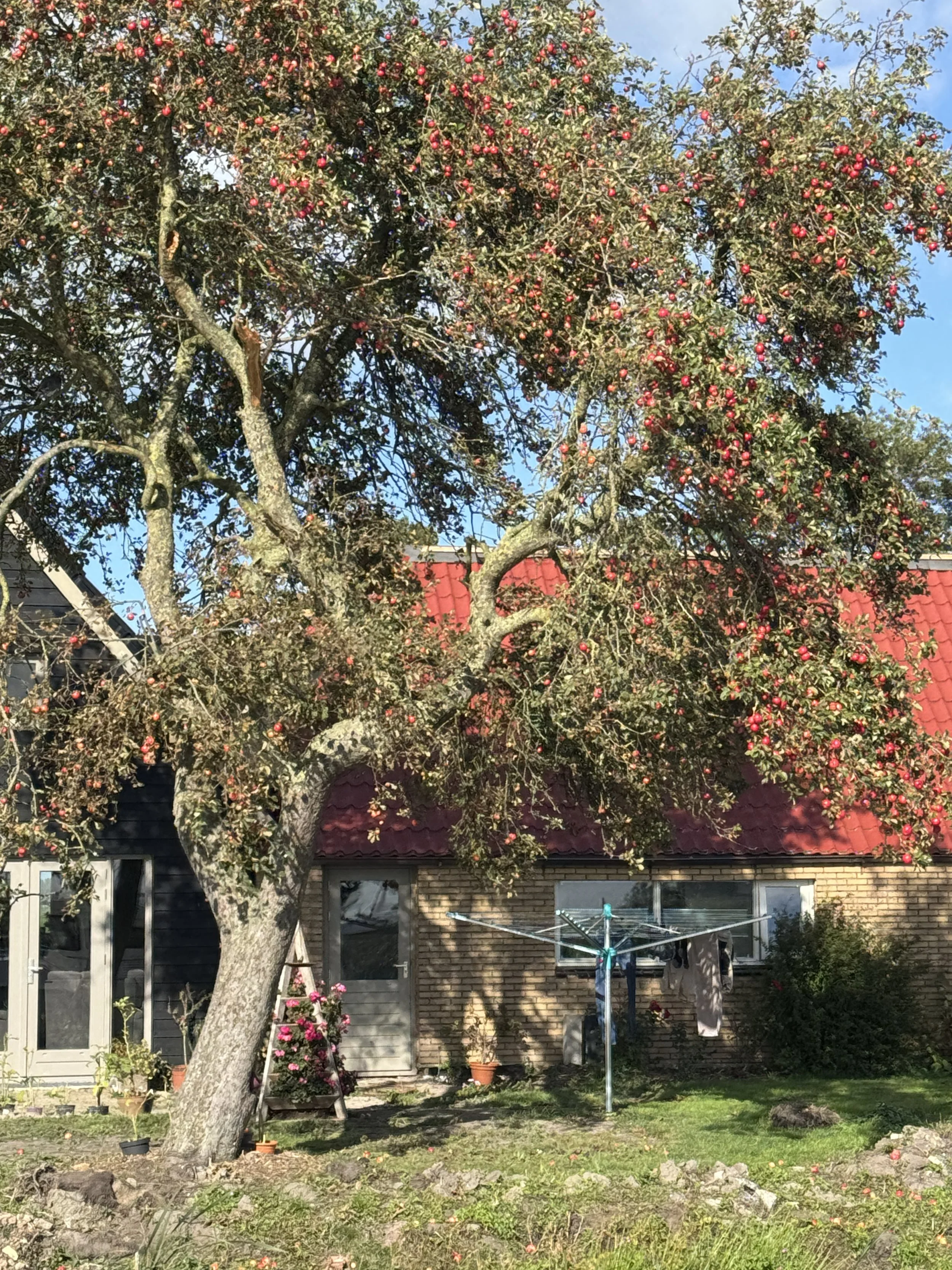  I’ve never seen a producing apple tree this huge.  