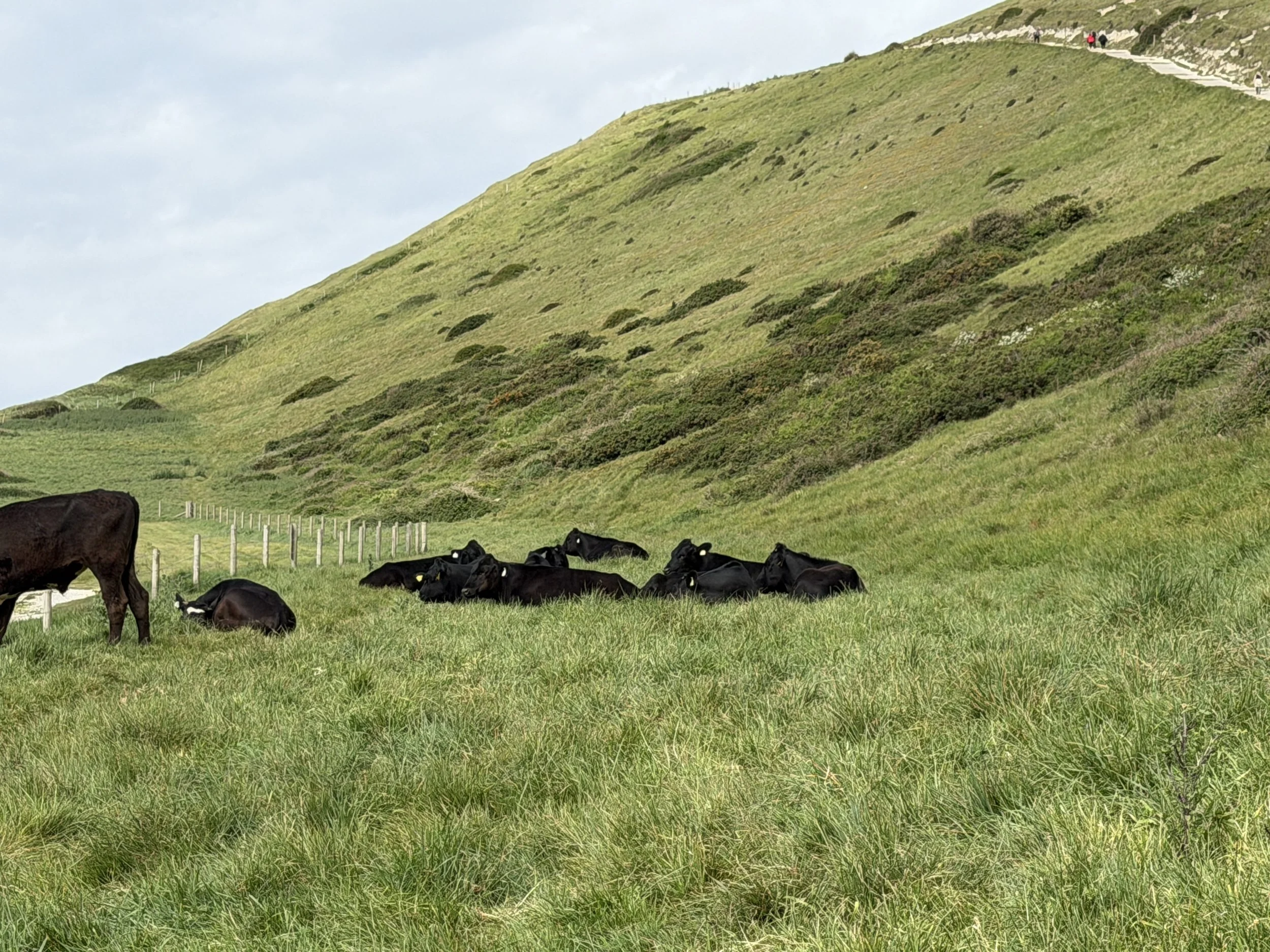   Pastoral farms.  