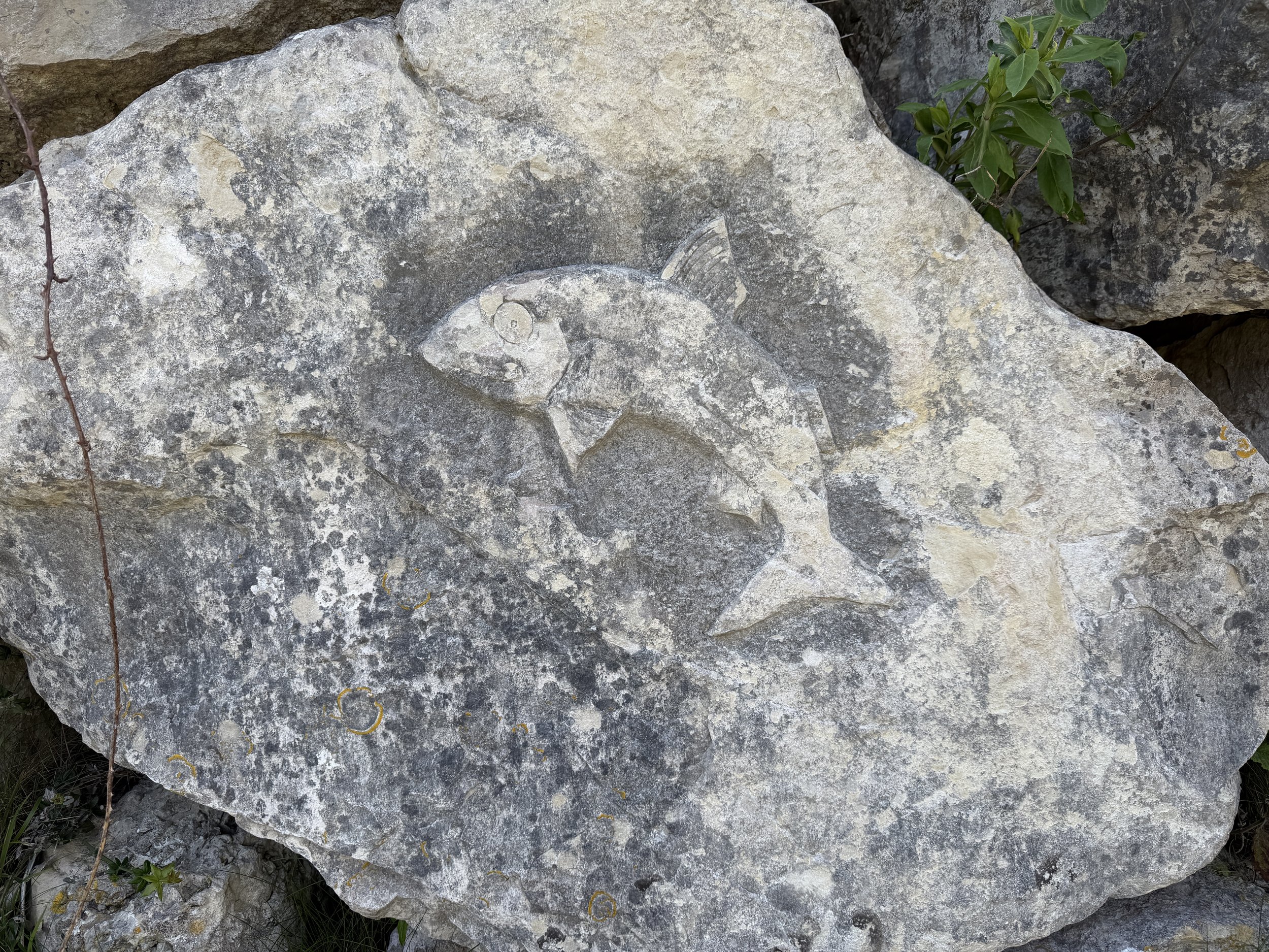 IMG_2537.JPG