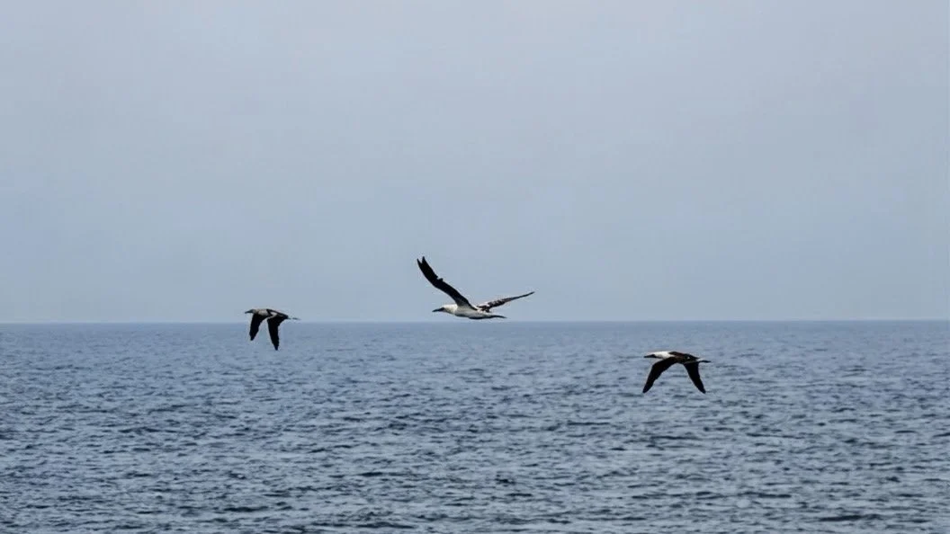   And Northern Gannets!  