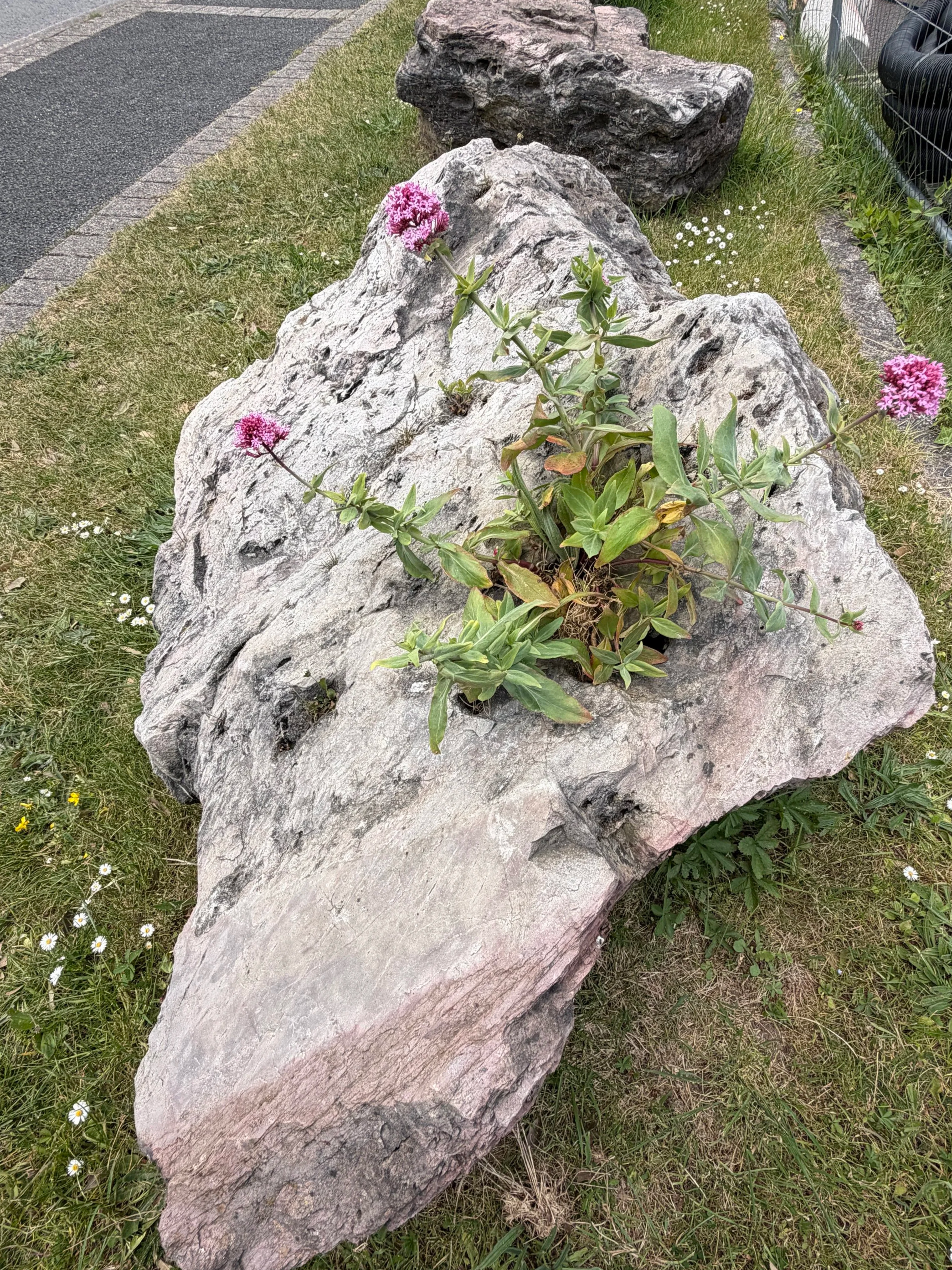   Tenacity. (gives new meaning to the term ‘rock garden’)  