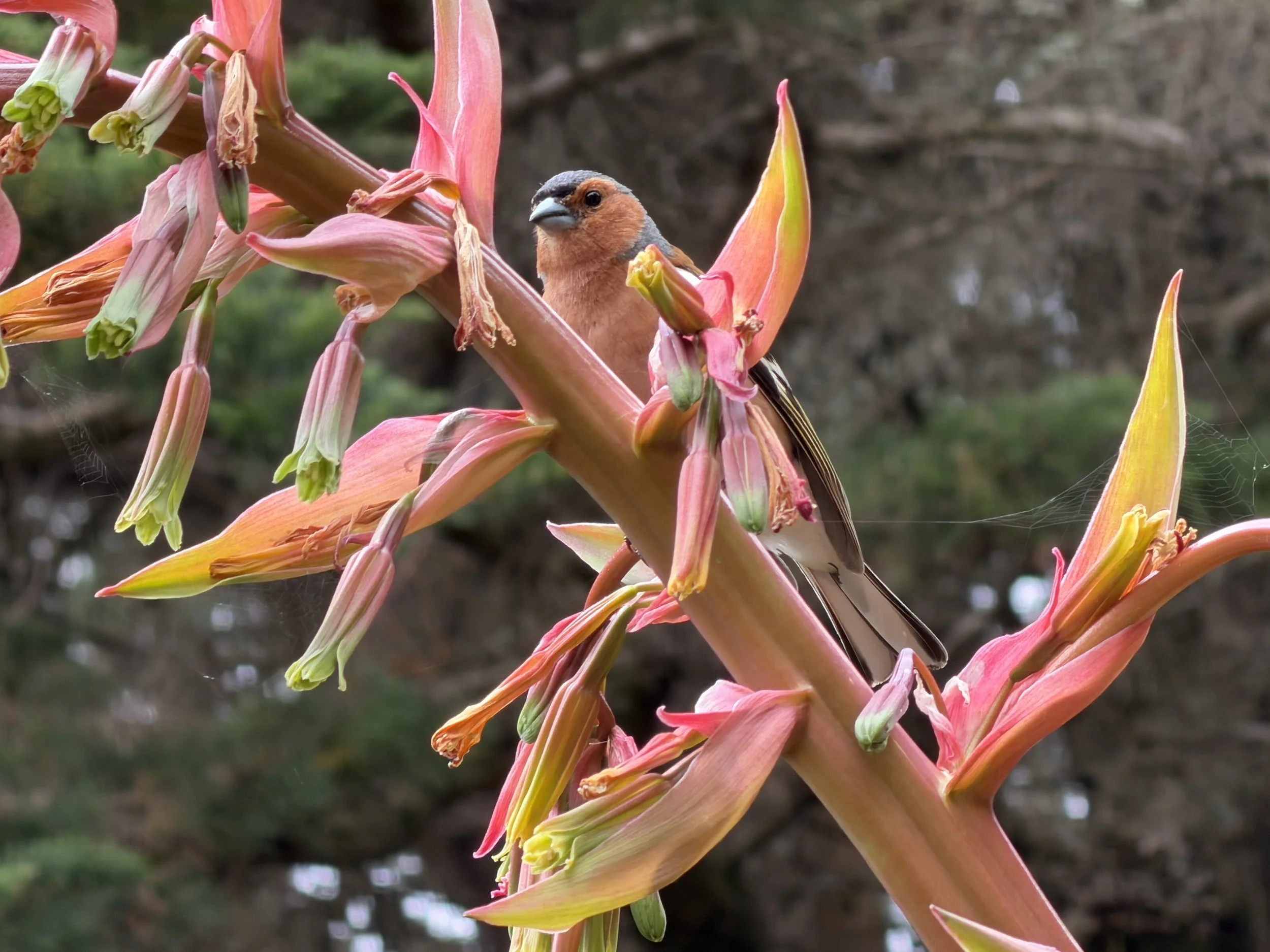  Hello Mr Common Chaffinch.  