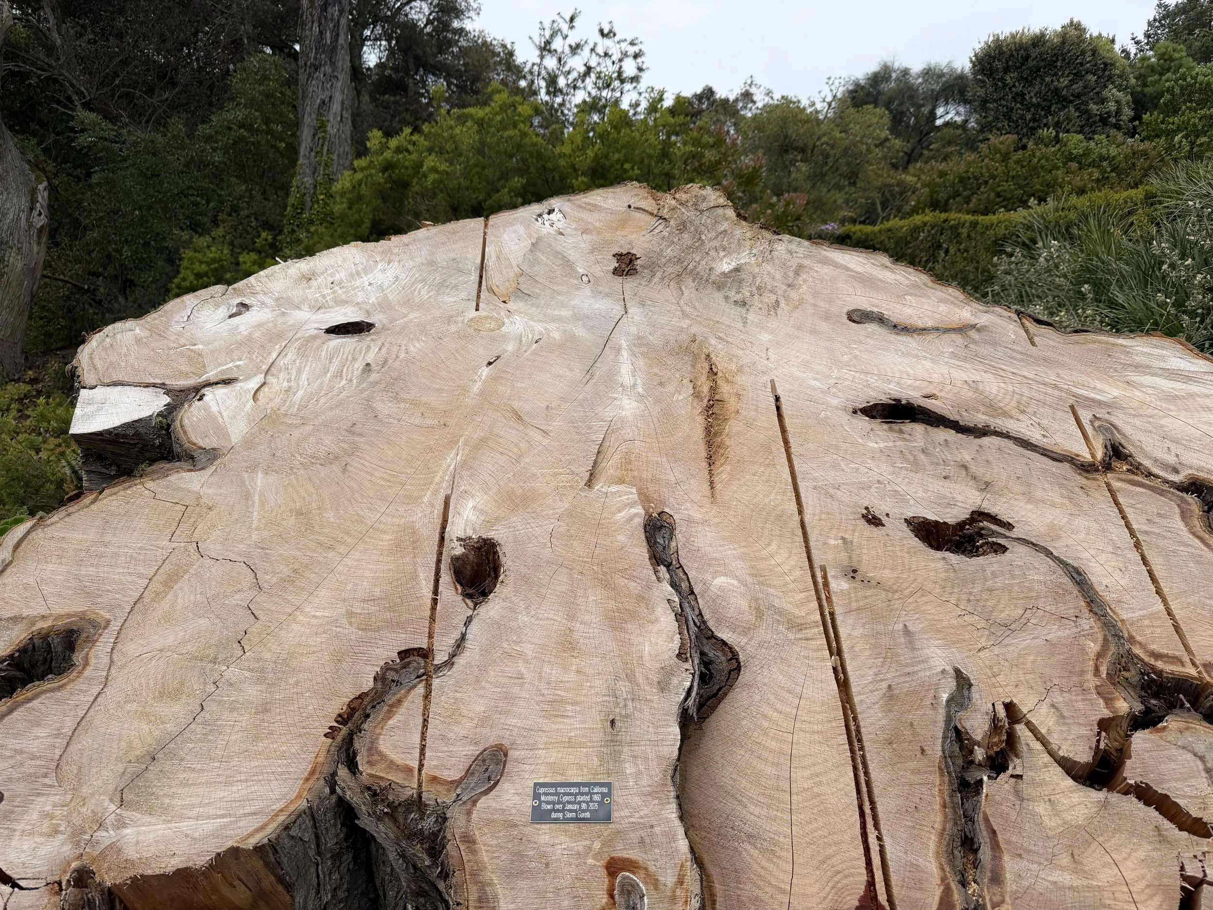   A California Monterey Cypress, planted in 1860, blew over in Storm Goretti on January 9, 2026.  