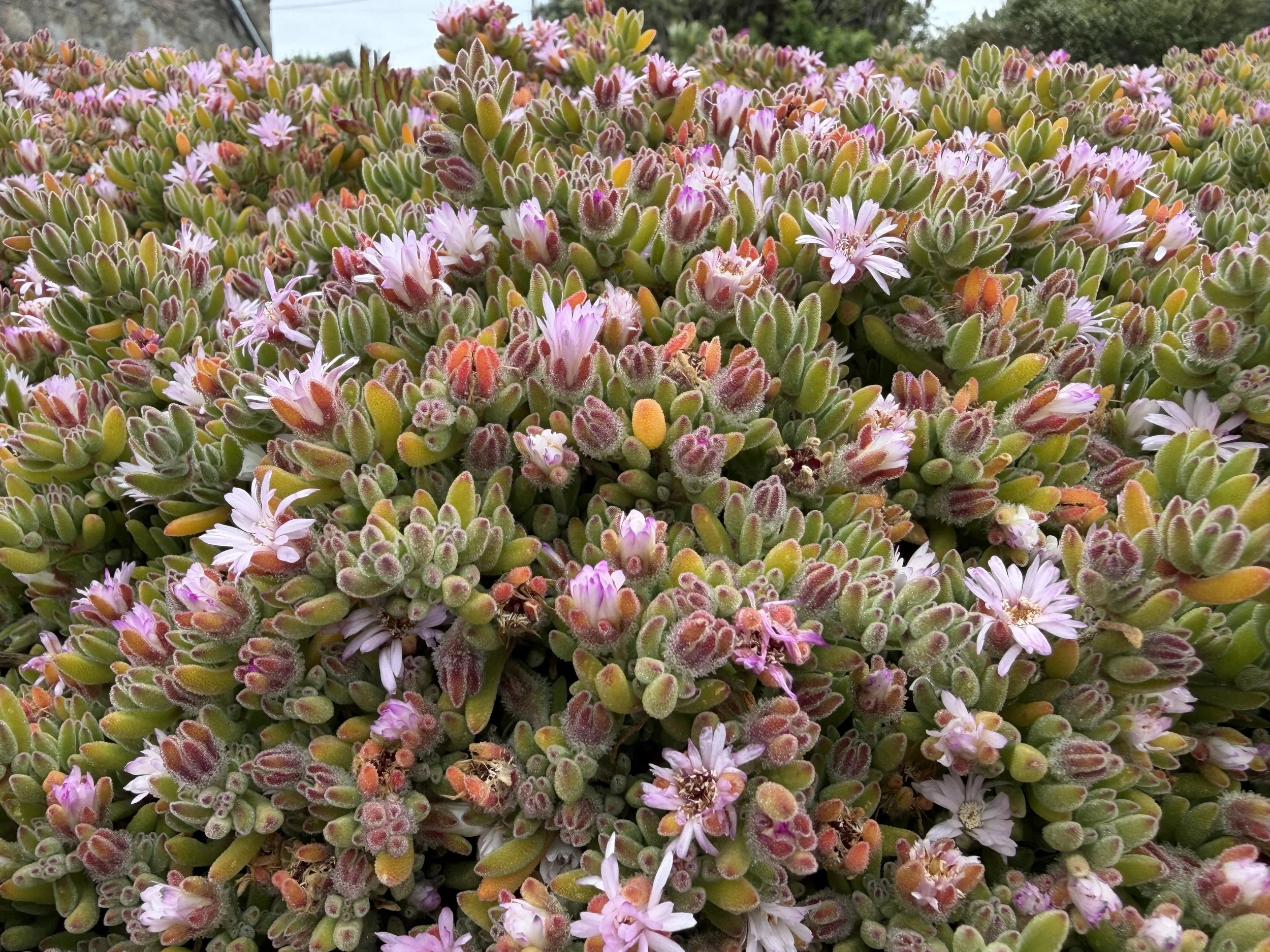   Succulents everywhere.  
