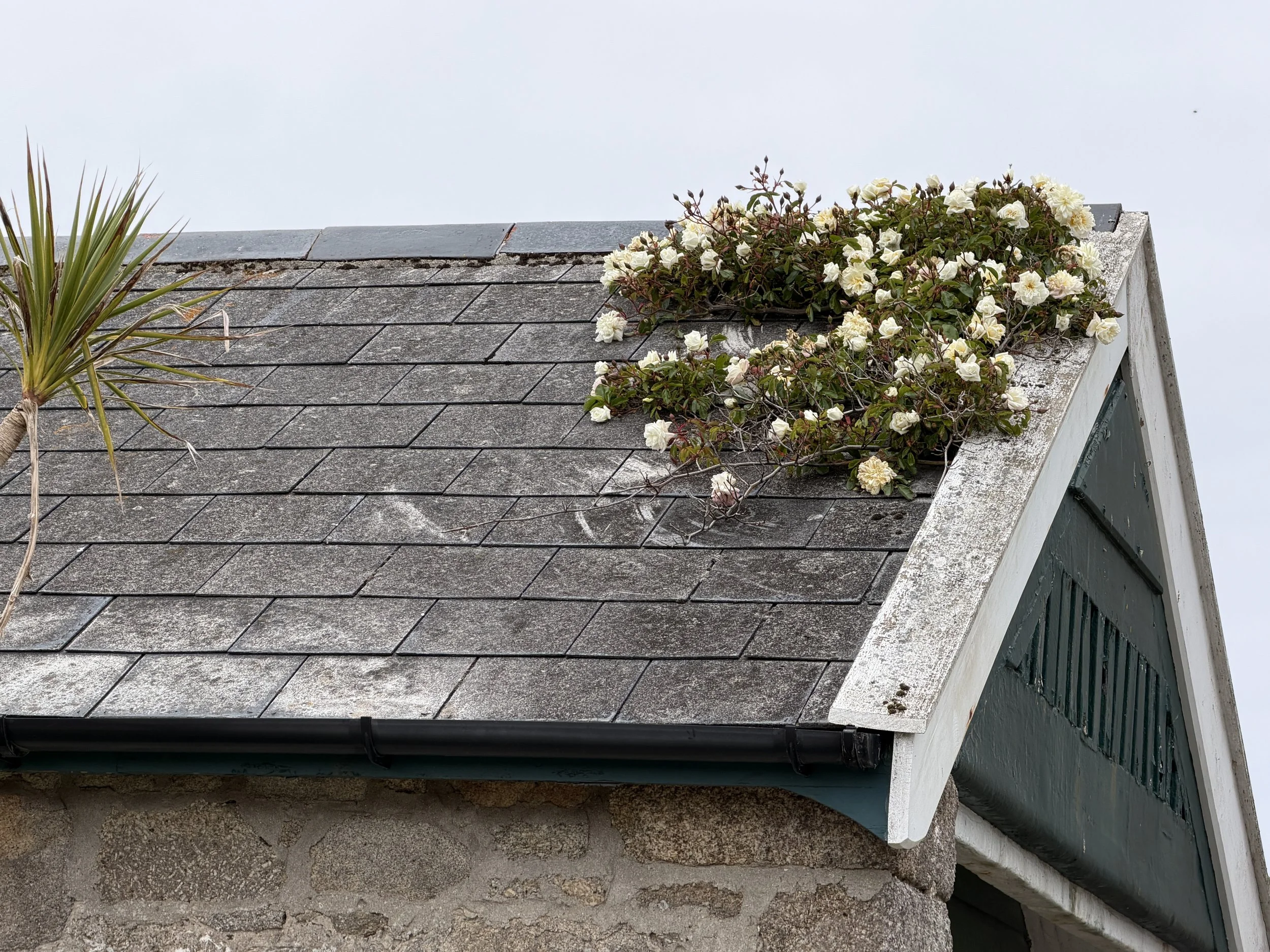   Roof roses  
