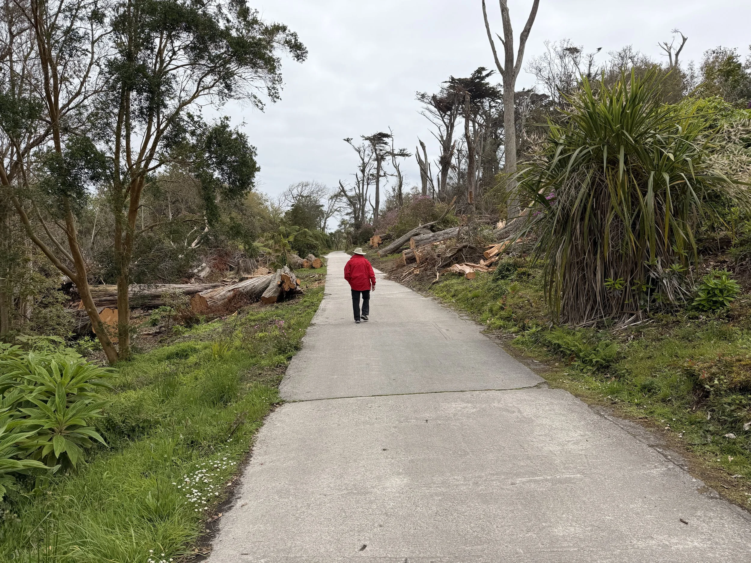   This avenue was lined with giant cypress trees until a 100+mph storm hit a few months ago uprooting dozens of them.  