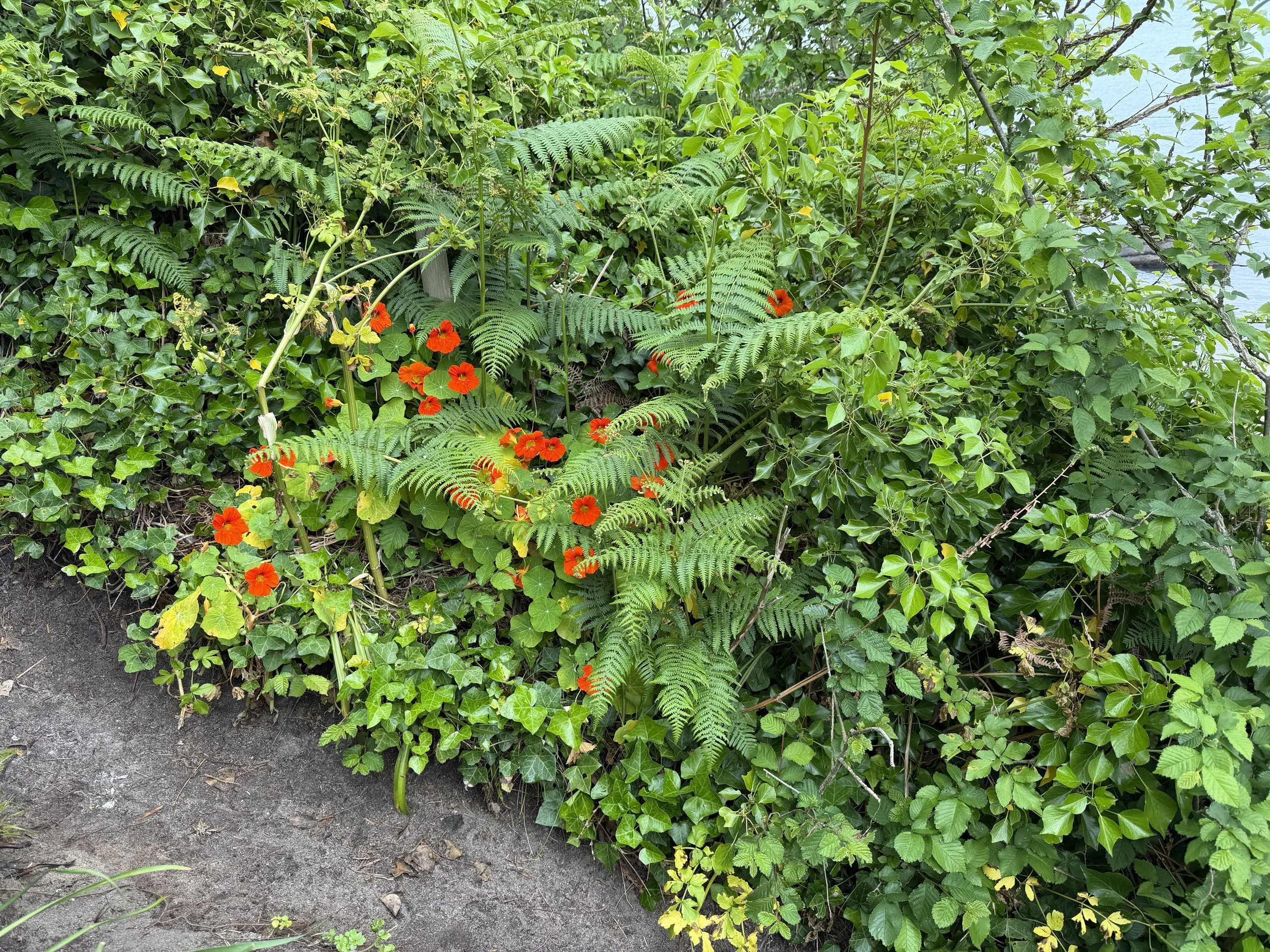   Nasturtiums grow wild here  