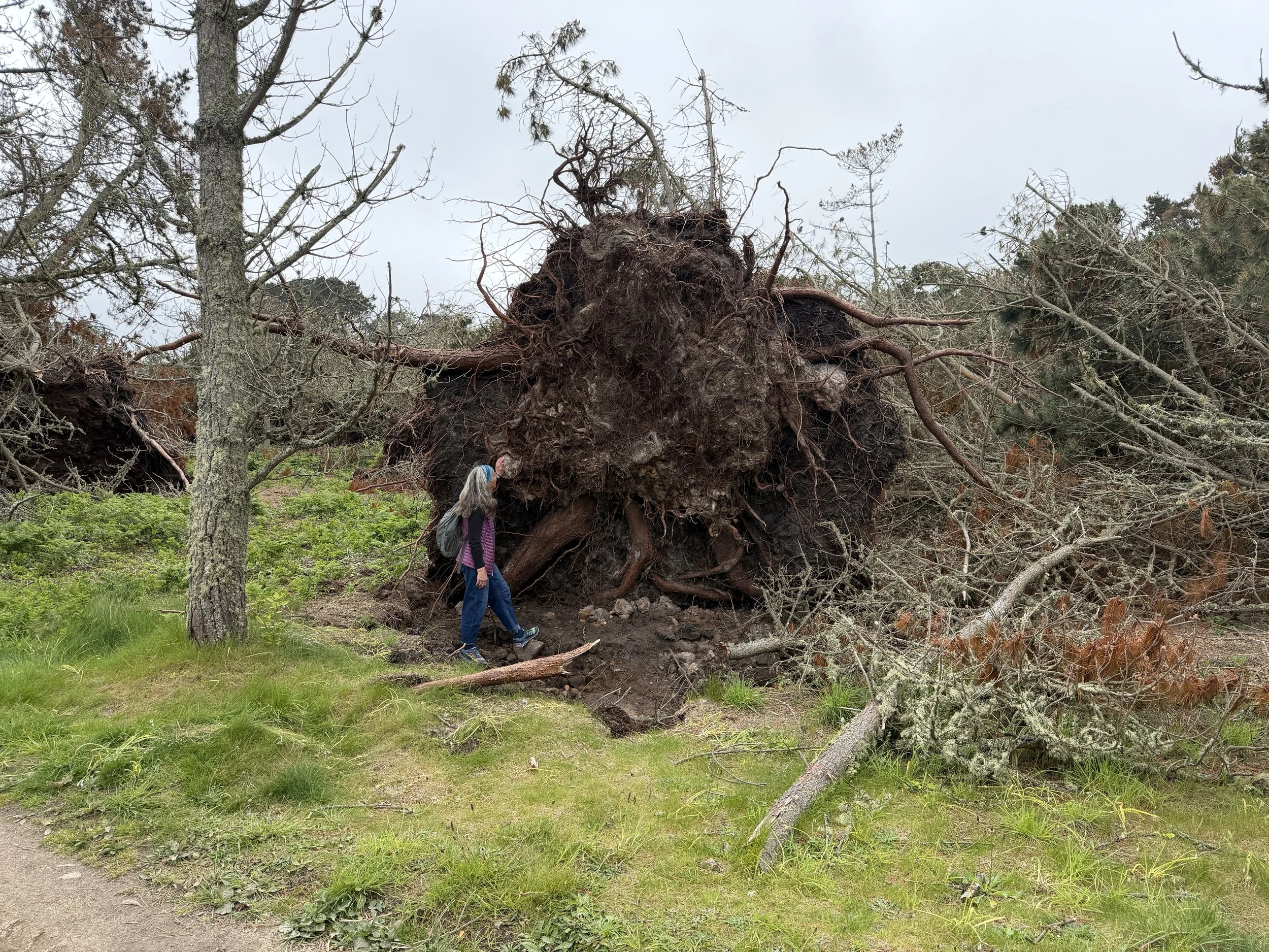 tree stump.JPG