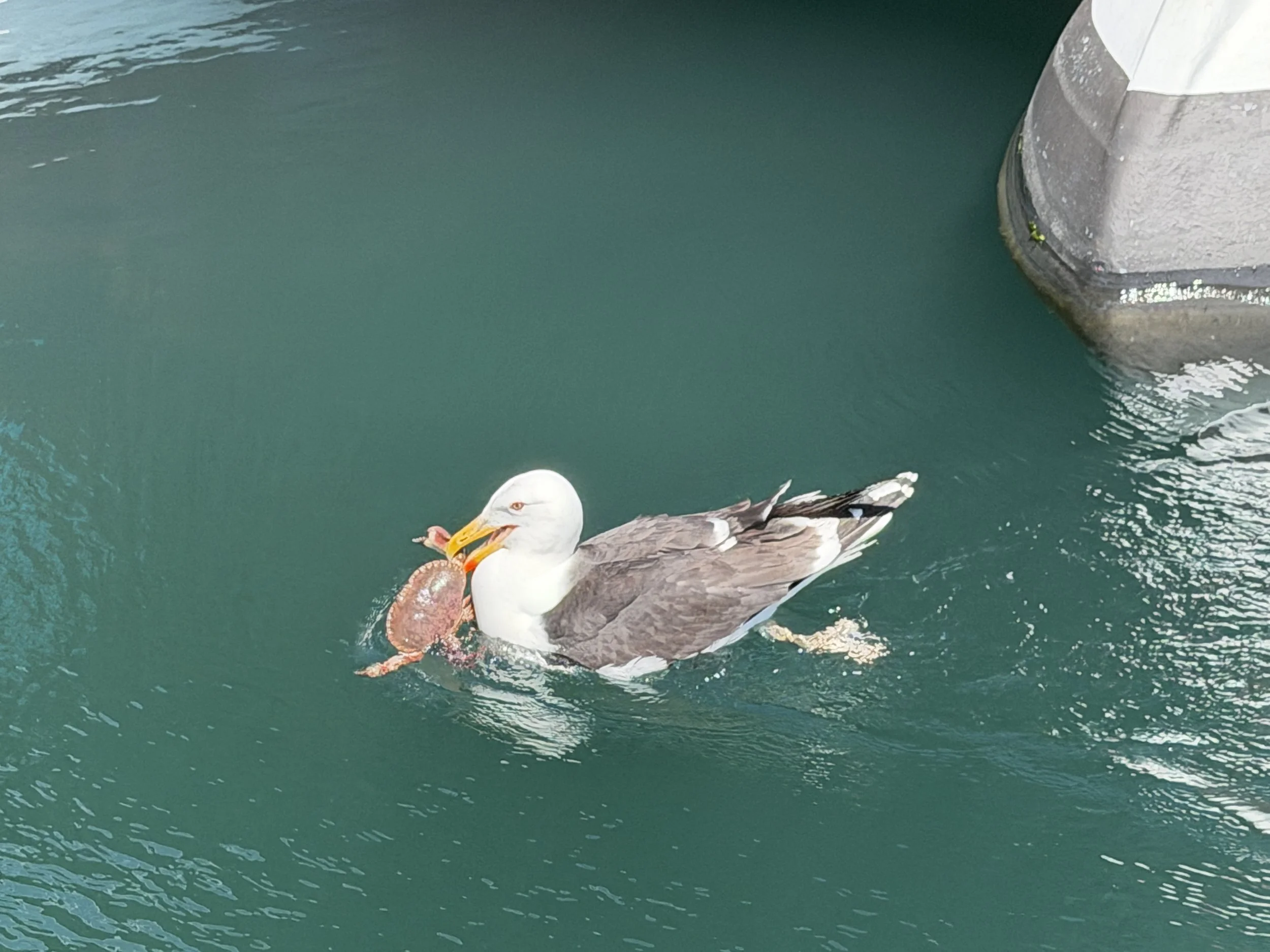   We’re not the only ones having crab for lunch.  