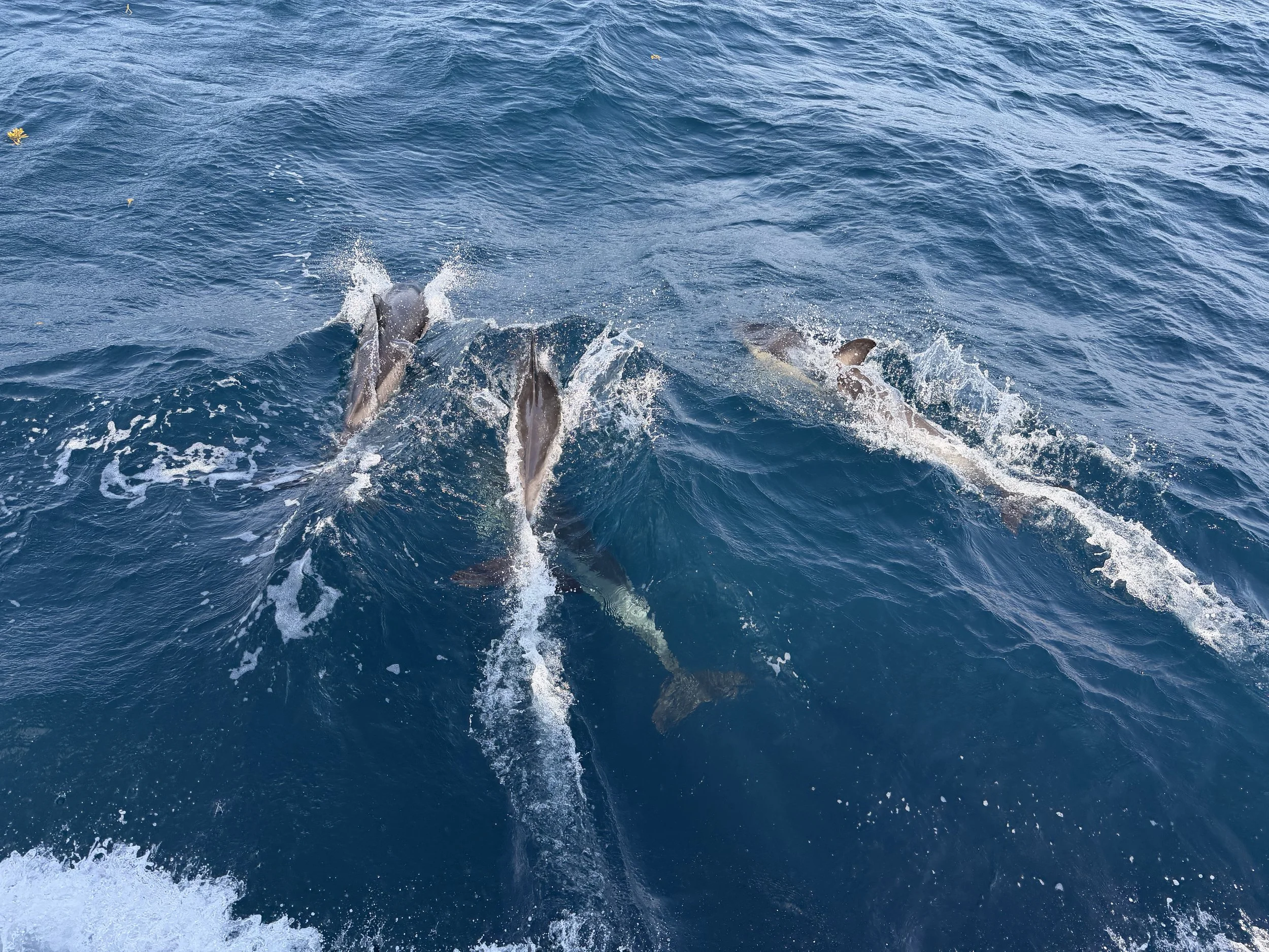   And our escorts arrived!  